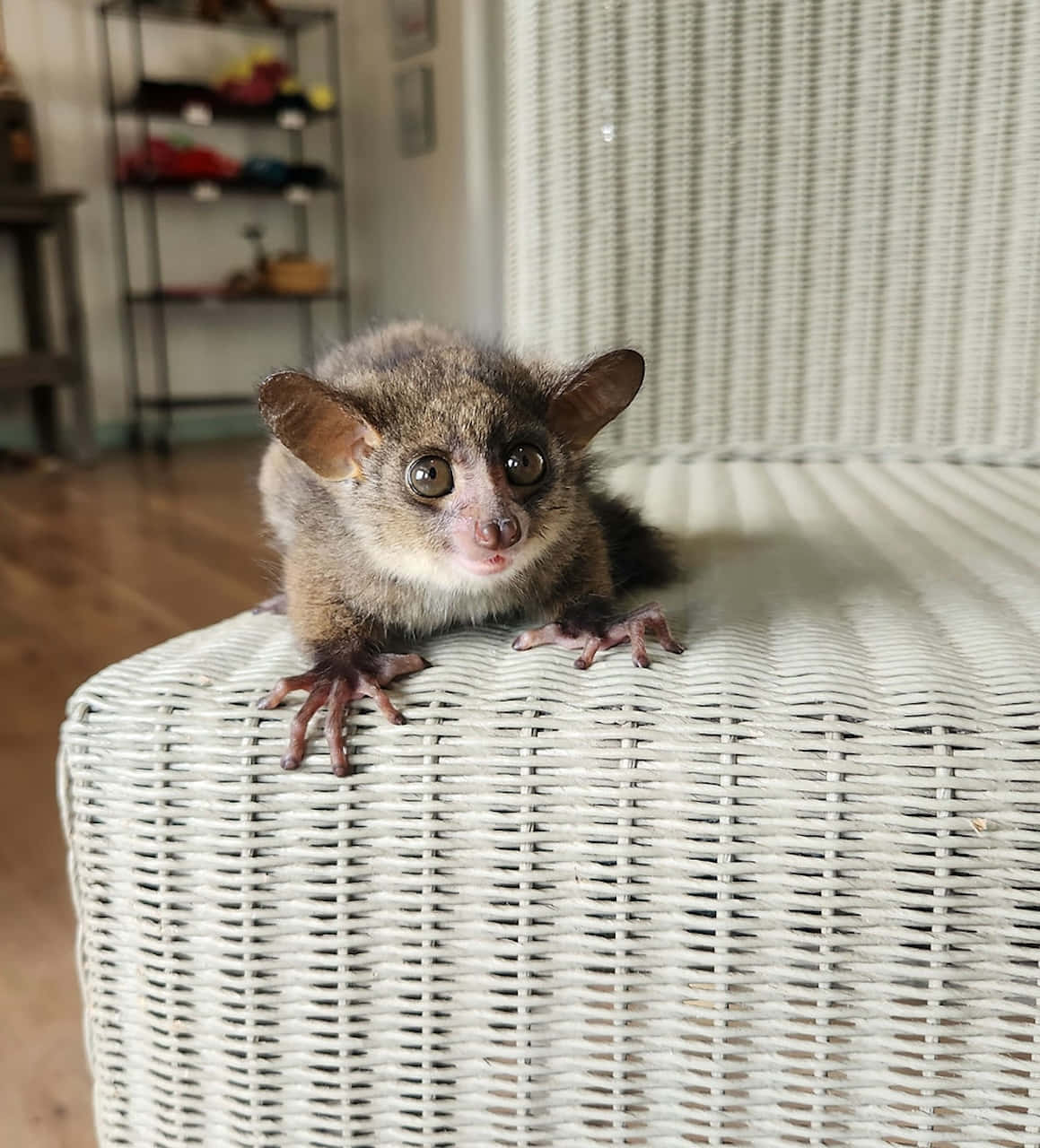 bush baby, wicker chair, white, HD Phone Wallpaper