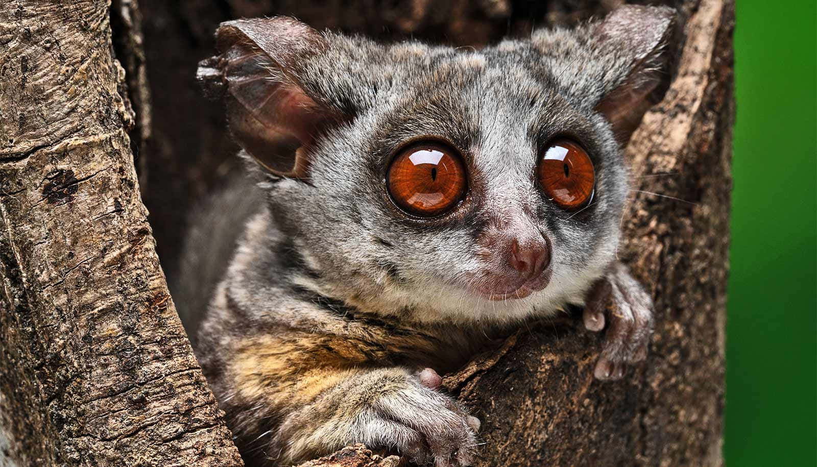bush baby, tree hollow, amber eyes, HD Desktop Wallpaper