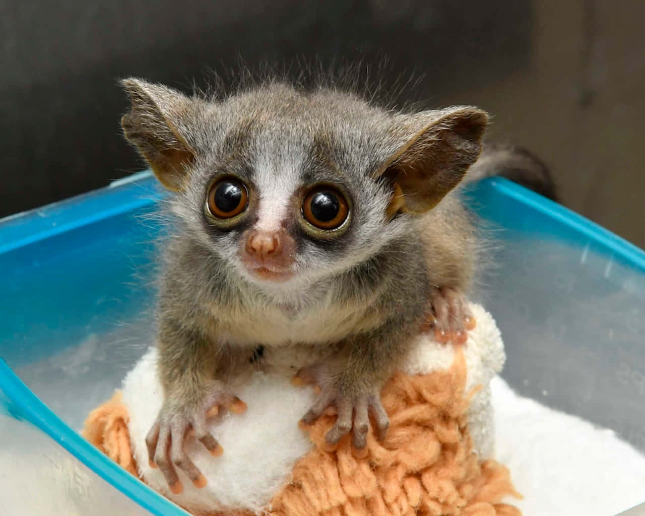 bush baby, gray bushbaby, huge round eyes, HD Desktop Wallpaper