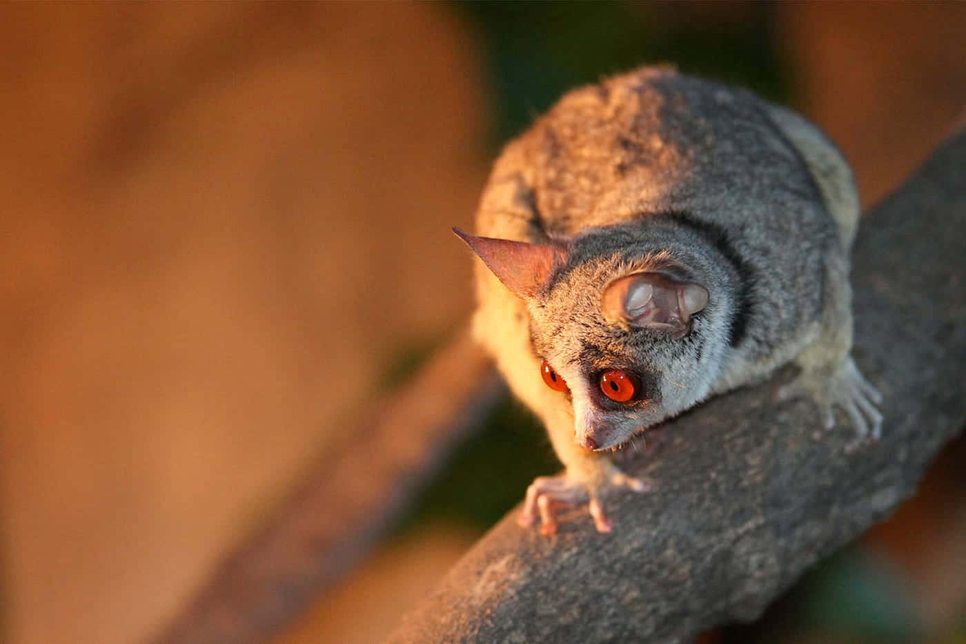 Bush Baby, golden light, nocturnal lemur, HD Desktop Wallpaper
