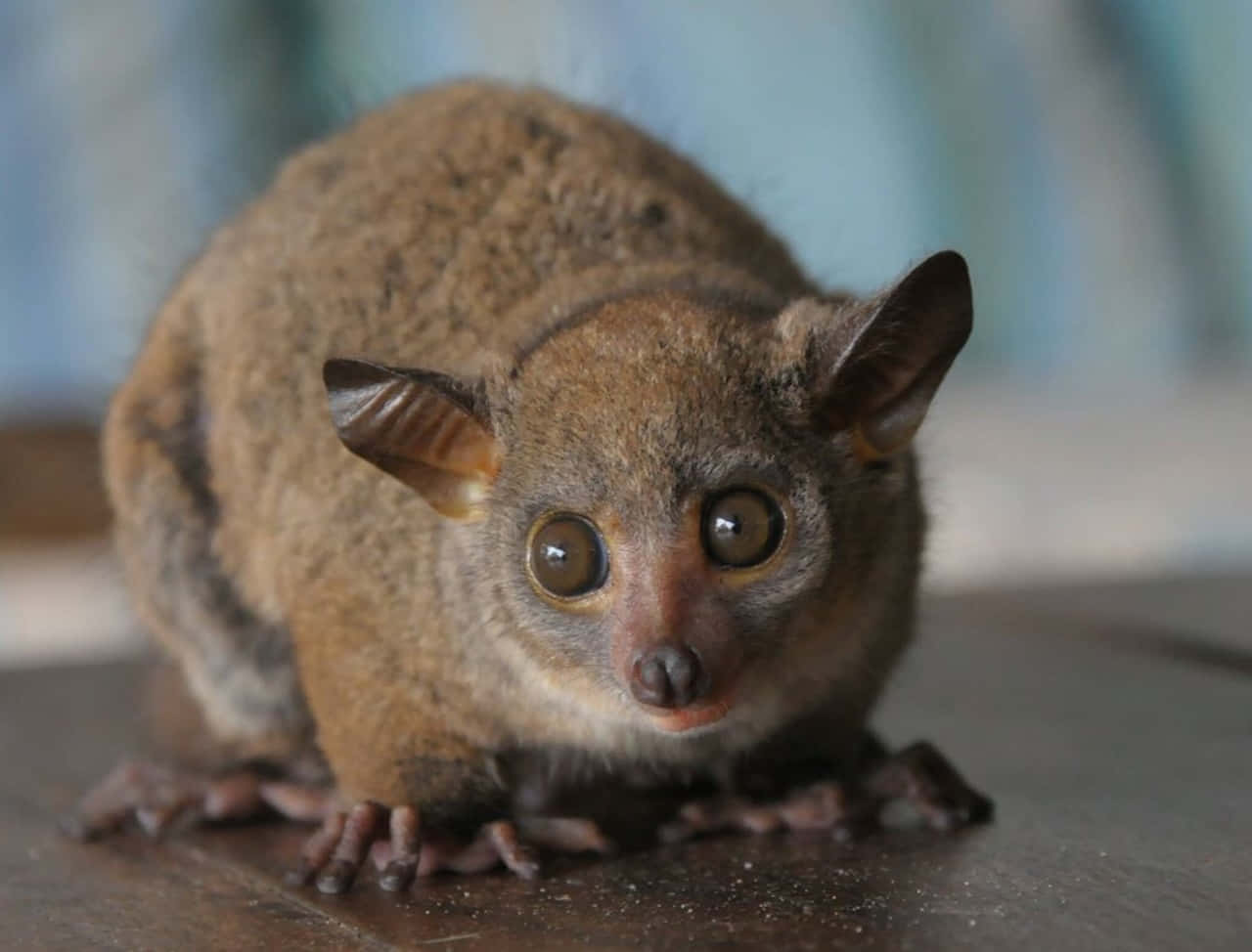 bush baby, brown, huge round eyes, HD Desktop Wallpaper