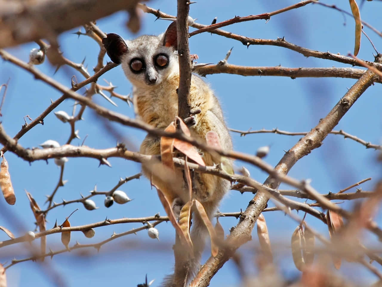 bush baby, thorny branches, clear blue sky, HD Desktop Wallpaper