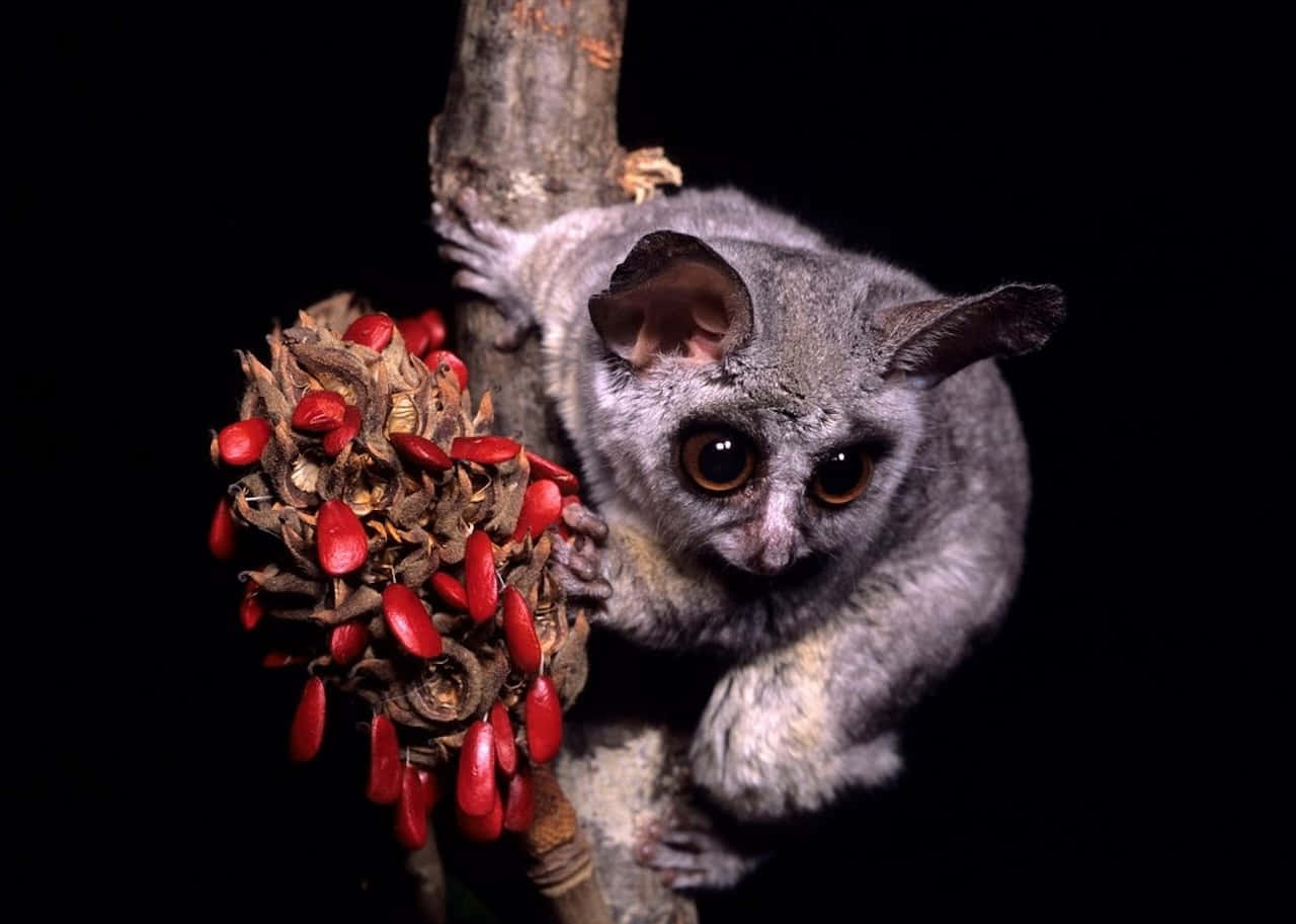 bush baby, magnolia pods, bright red seeds, HD Desktop Wallpaper
