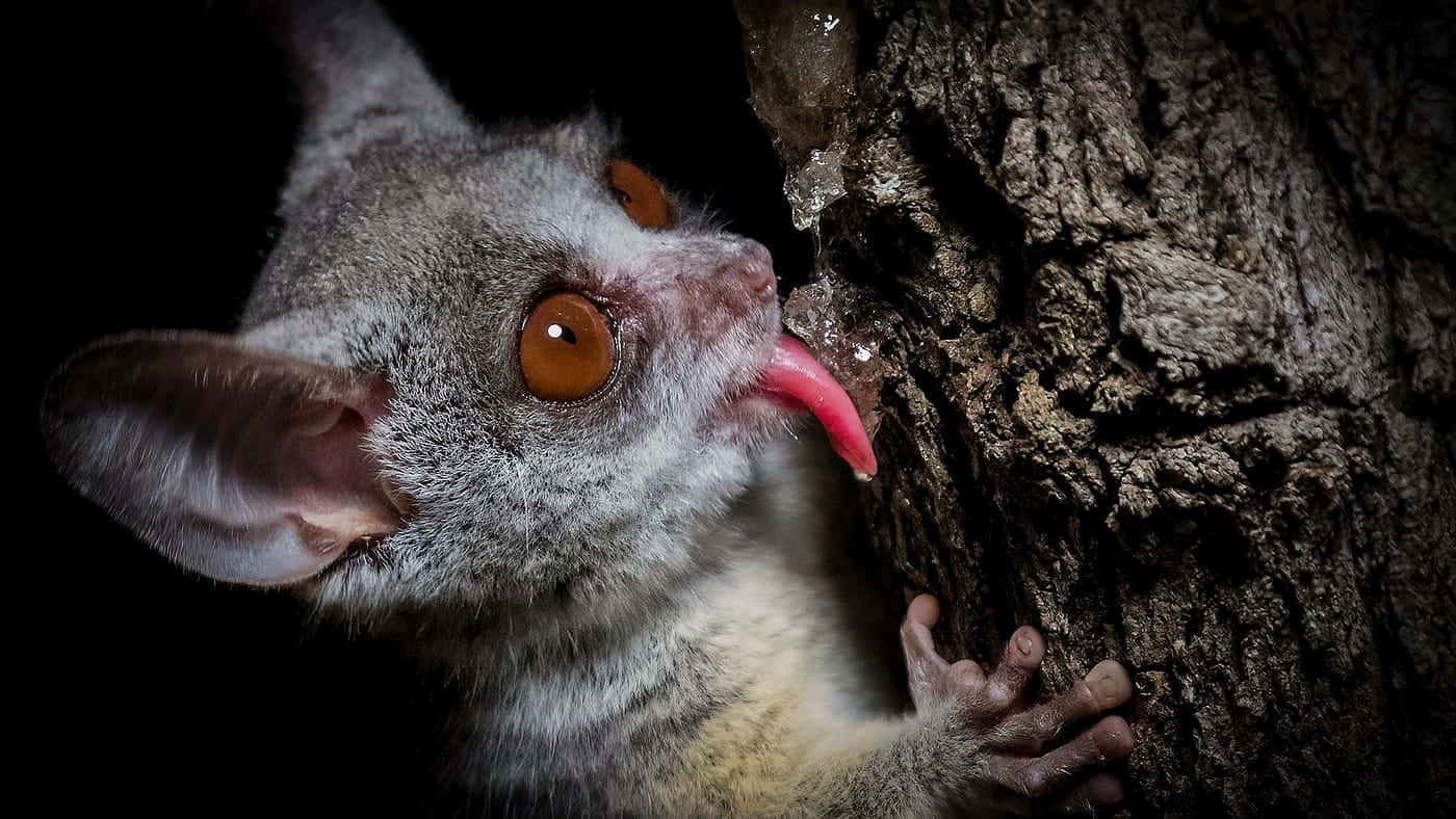 bush baby, gray bushbaby, amber eyes, HD Desktop Wallpaper