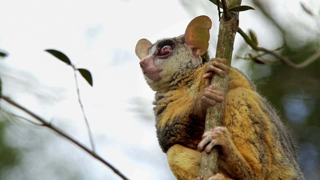 bush baby, tree branch, large ears, HD Desktop Wallpaper