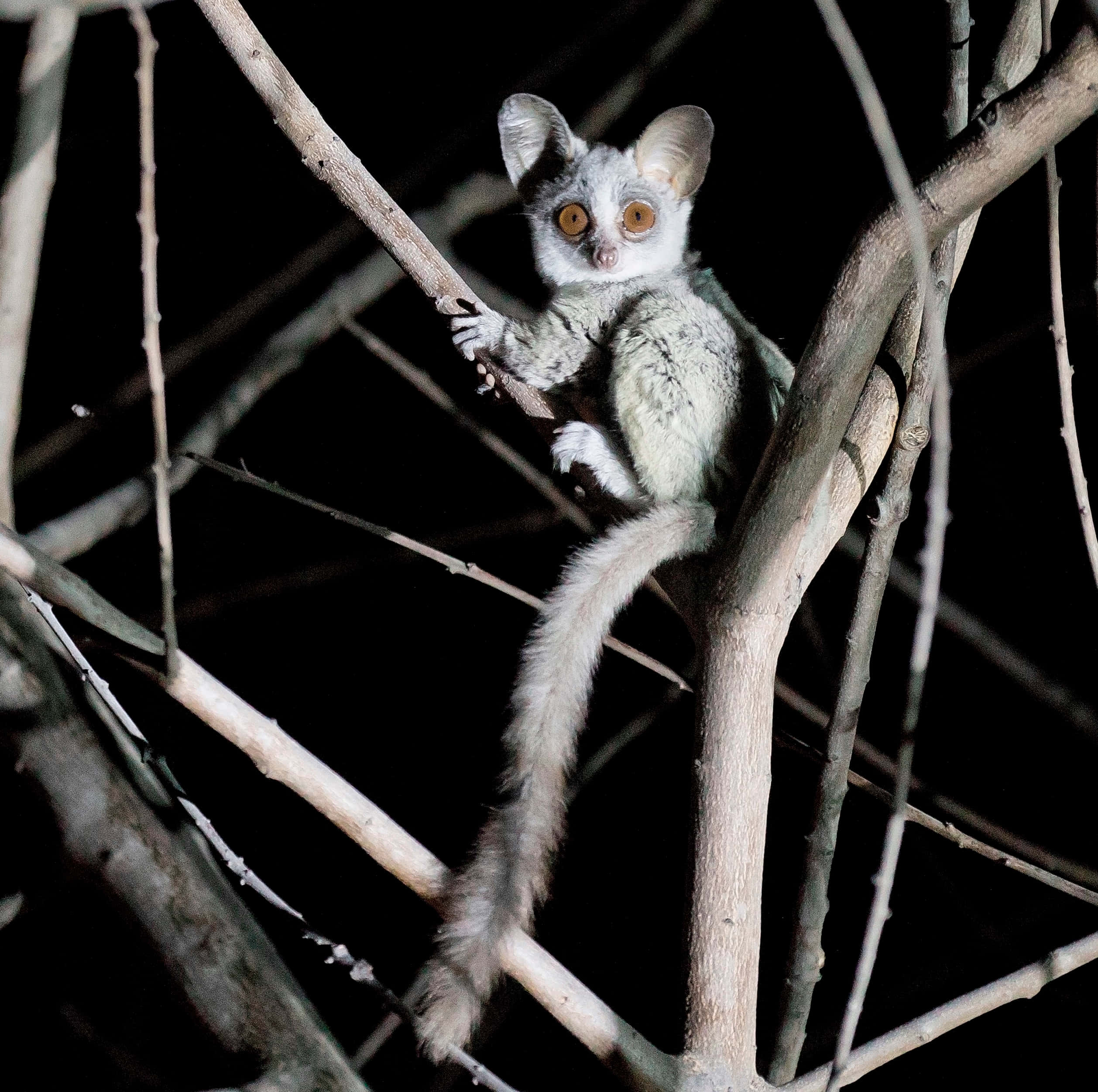 Bush baby, nighttime perch, amber eyes, Full HD Desktop Wallpaper