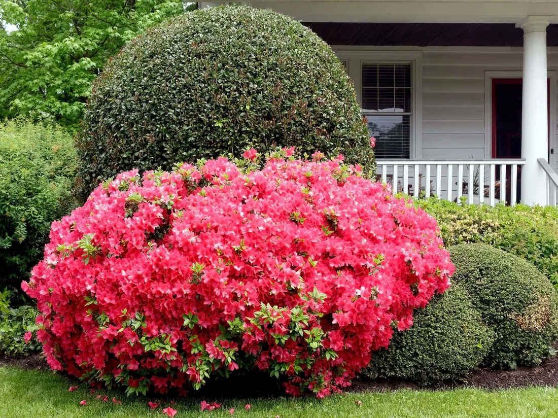Bush