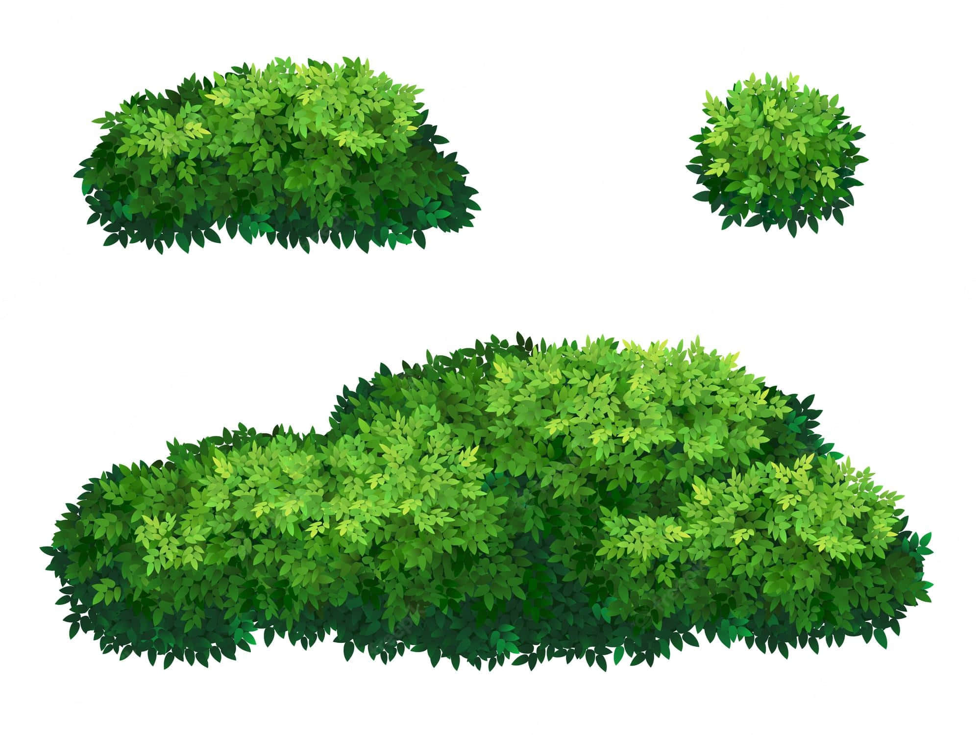 Three Green Wild Bush, lush green shrubs, varied shapes, Full HD Desktop Wallpaper