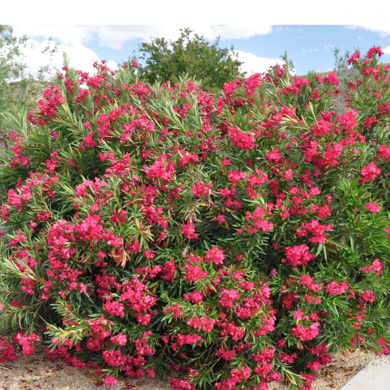 oleander bush, vibrant pink oleander flowers, green foliage, HD Desktop Wallpaper