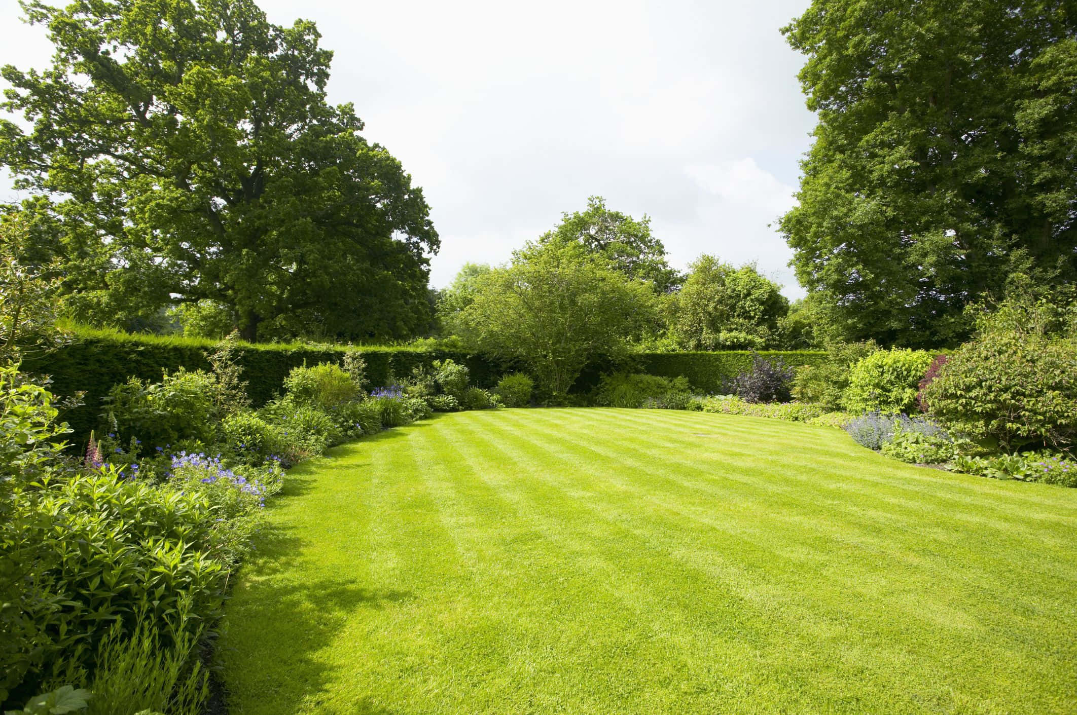 verdant lawn, neat mowing stripes, hedge-lined garden, Full HD Desktop Wallpaper