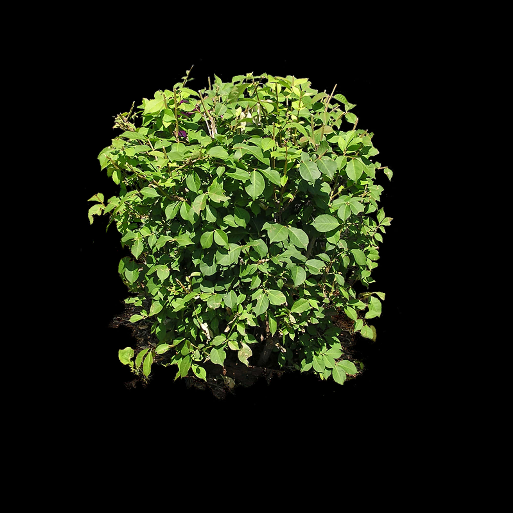 minimalist shaggy green dendrolobium bush, lush green, dense foliage, Full HD Desktop Wallpaper