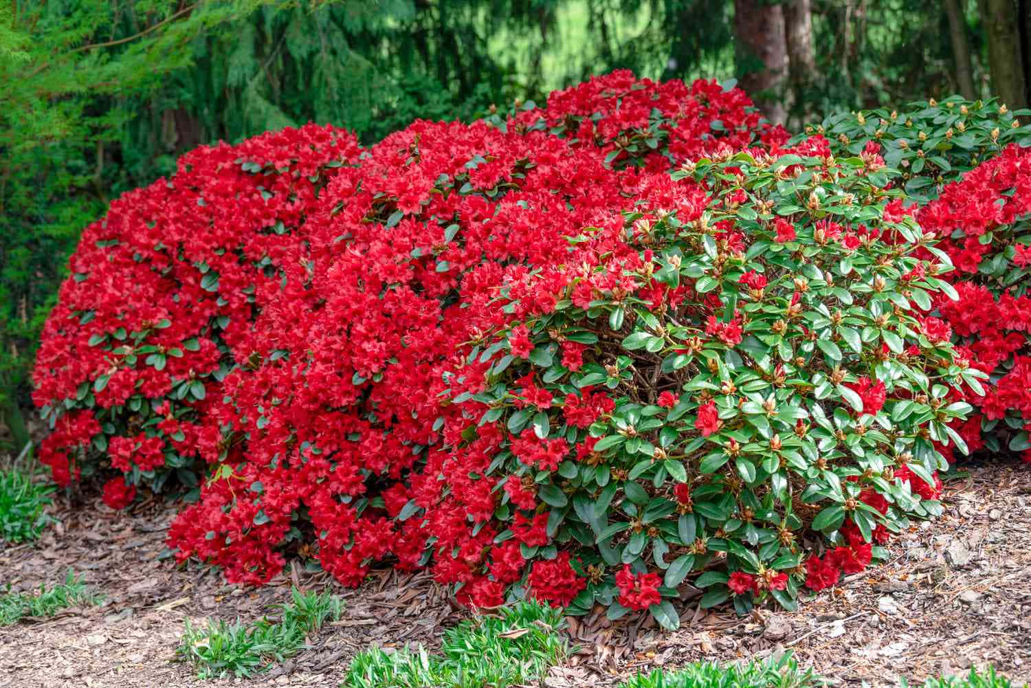 thick azalea bushes, forest garden, vibrant red, HD Desktop Wallpaper