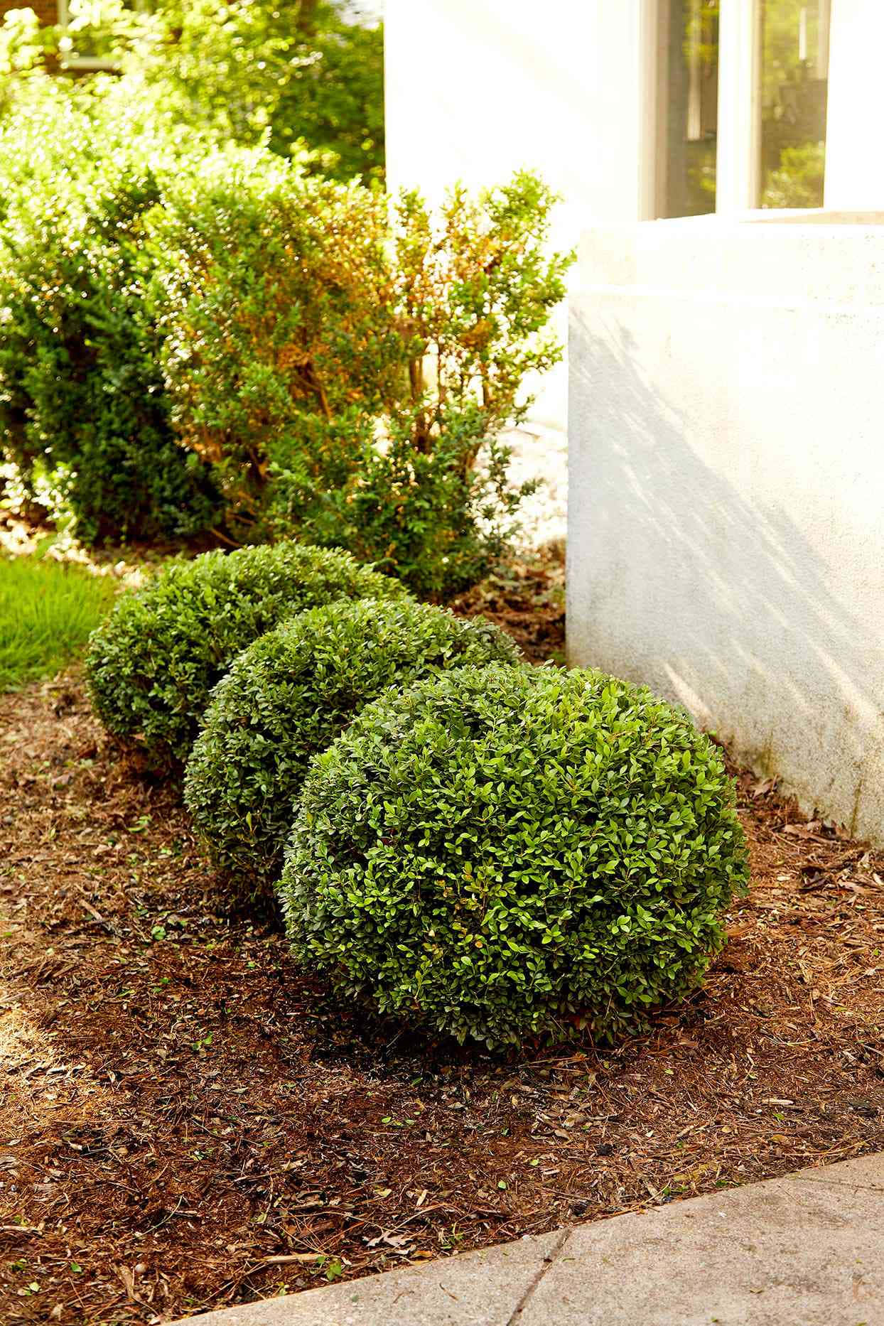 Common Box Bush, mulched garden bed, white house wall, HD Phone Wallpaper