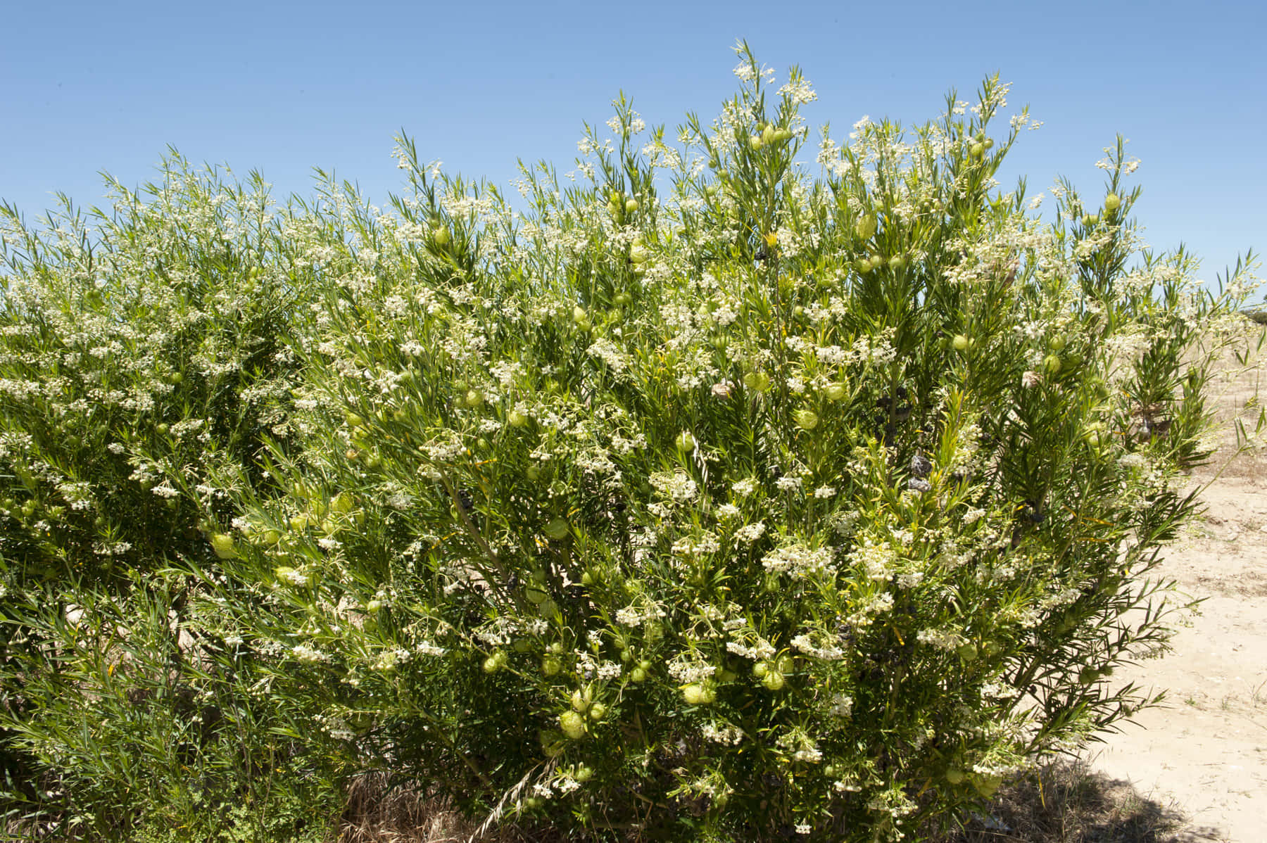 narrow leaf cotton bush, desert, delicate white flowers, HD Desktop Wallpaper