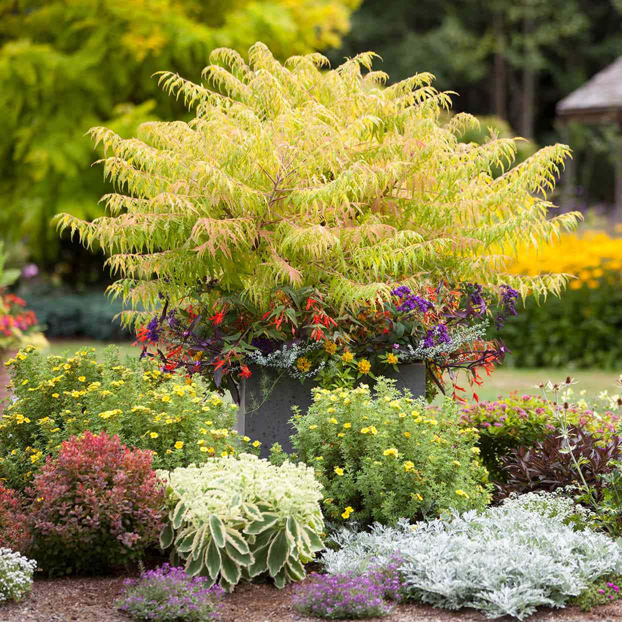 yellow staghorn sumac, variegated tree, pot, SD Desktop Wallpaper