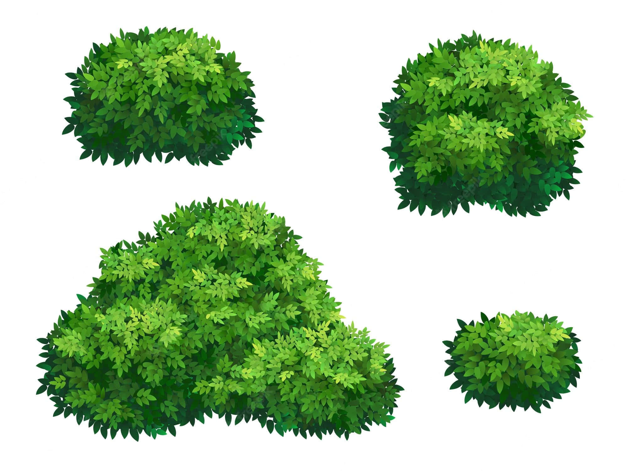 Four Green Wild Bushes, lush green shrubs, varied shapes, Full HD Desktop Wallpaper