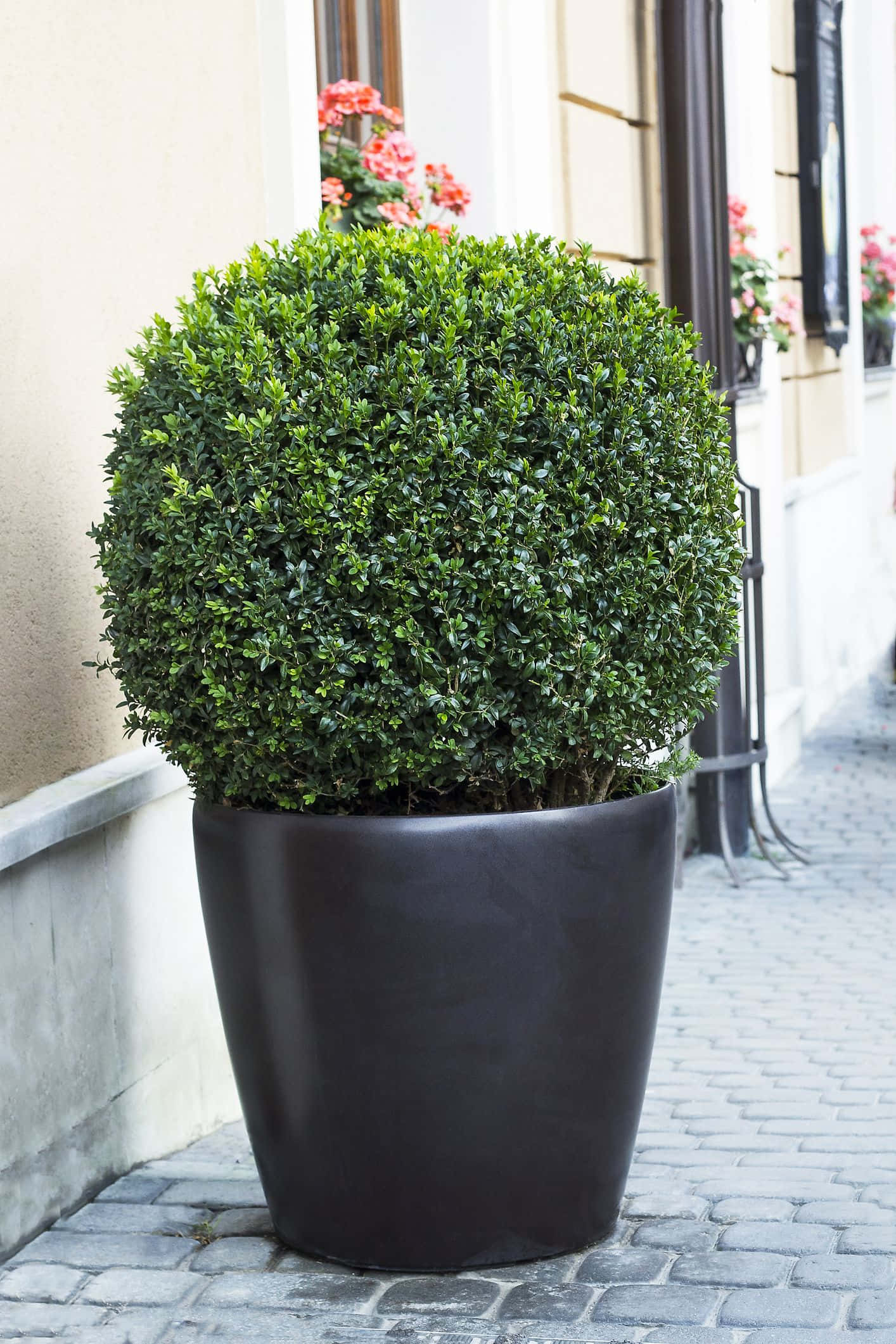 Common Box Bush, black pot, sleek black pot, Full HD Phone Wallpaper