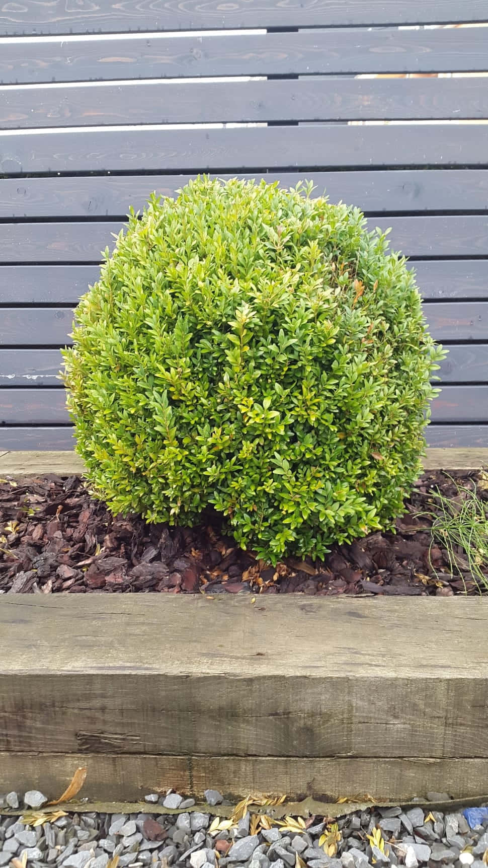 Winter Gem Boxwood, green, wooden planter bed, HD Phone Wallpaper