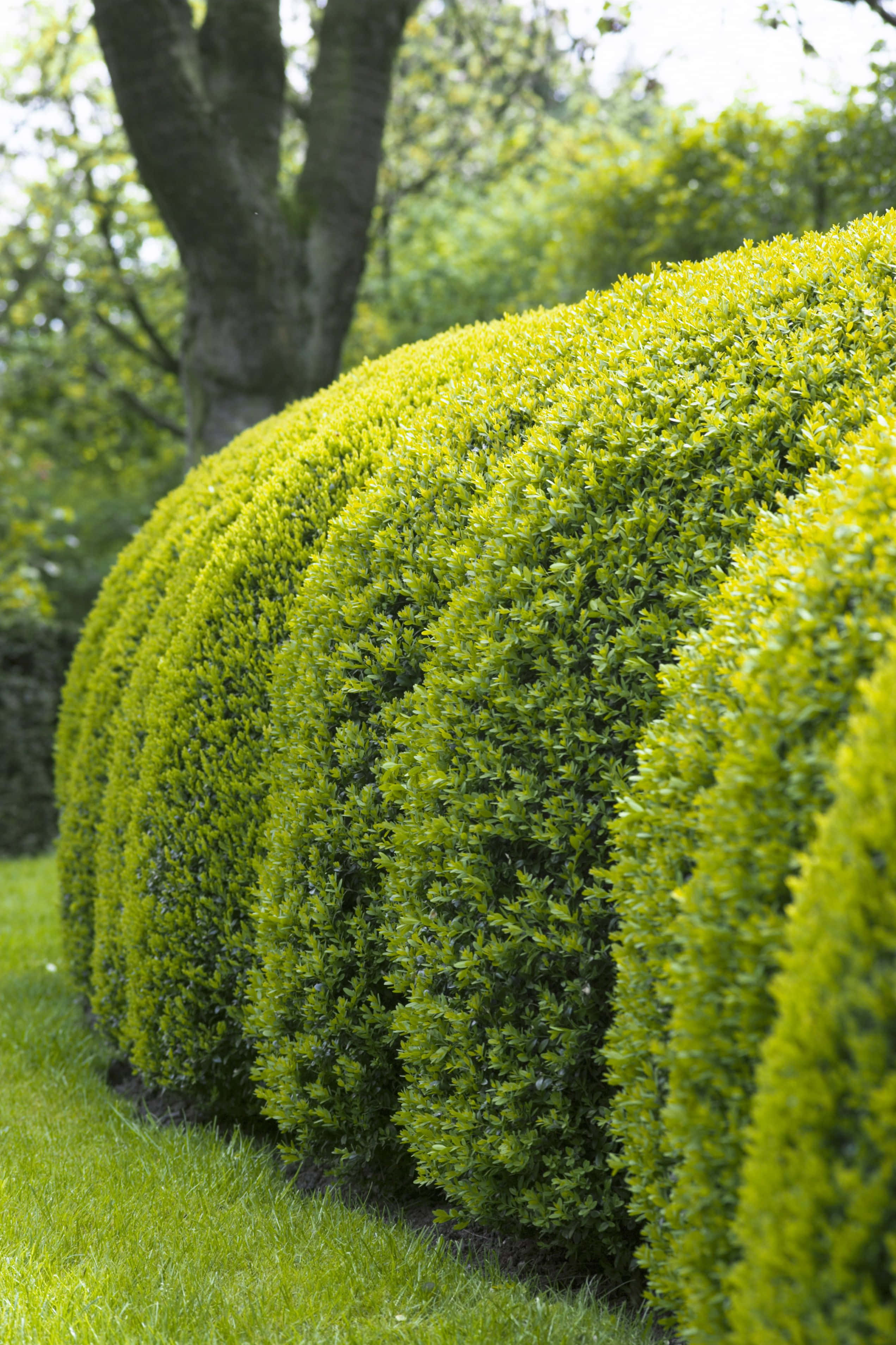 boxwood hedges, vibrant green, sunlit garden, 2K Phone Wallpaper