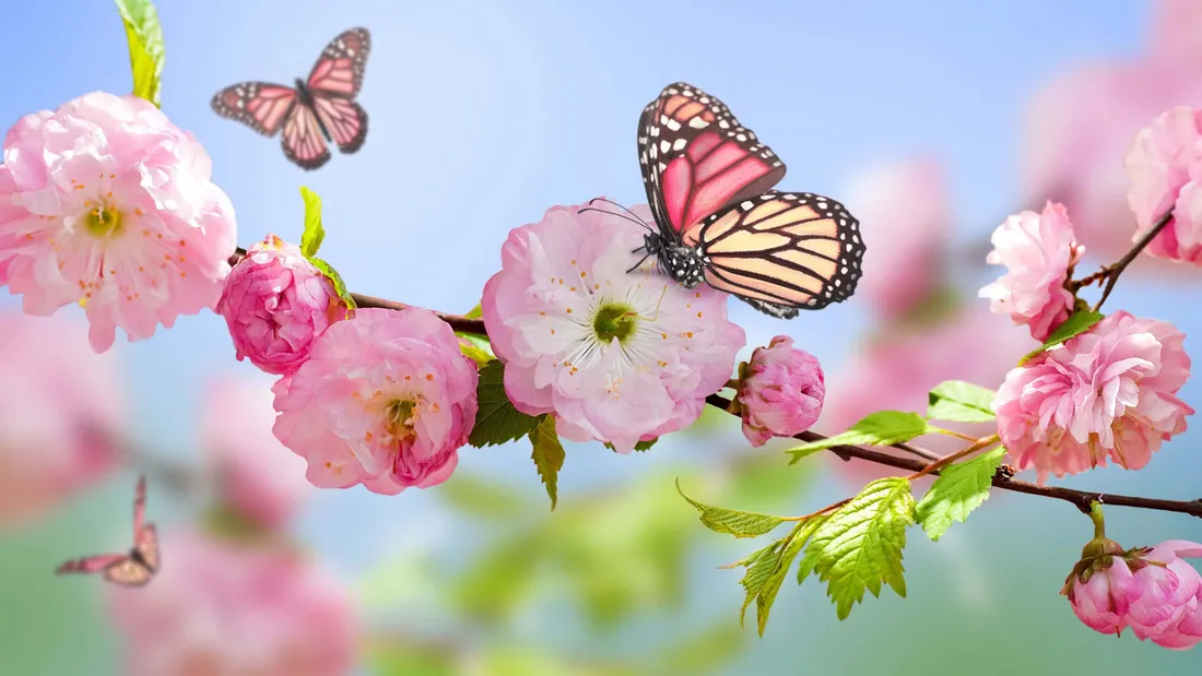 Butterflies Laptop