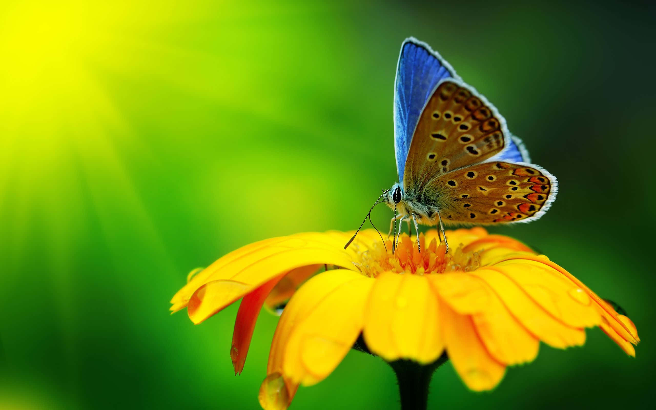 blue and orange butterfly, vibrant yellow flower, sunlit green backdrop, 2K Desktop Wallpaper