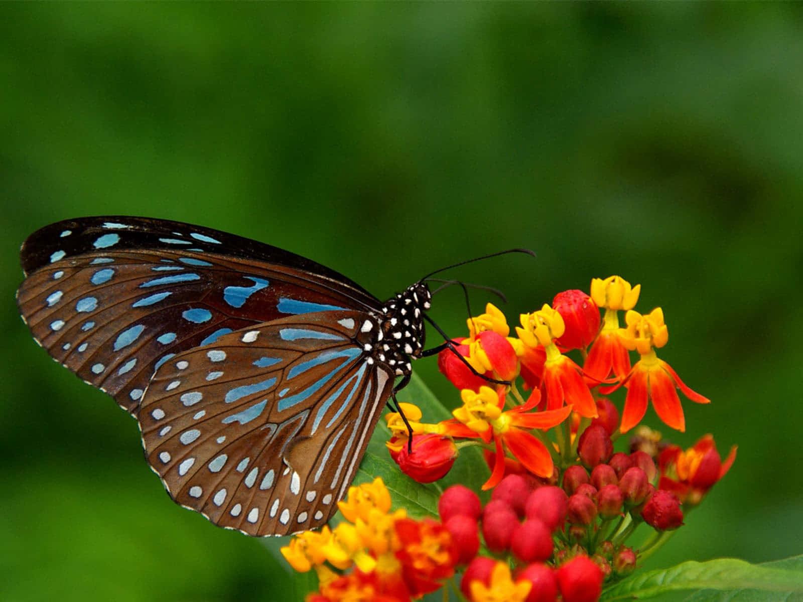 Dark Blue Tiger Butterfly, blue and brown butterfly, white spots, HD Desktop Wallpaper