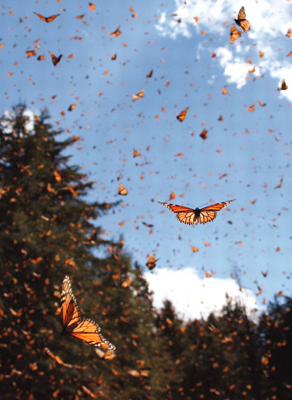 monarch butterflies, dense evergreen forest, bright blue sky, HD Phone Wallpaper