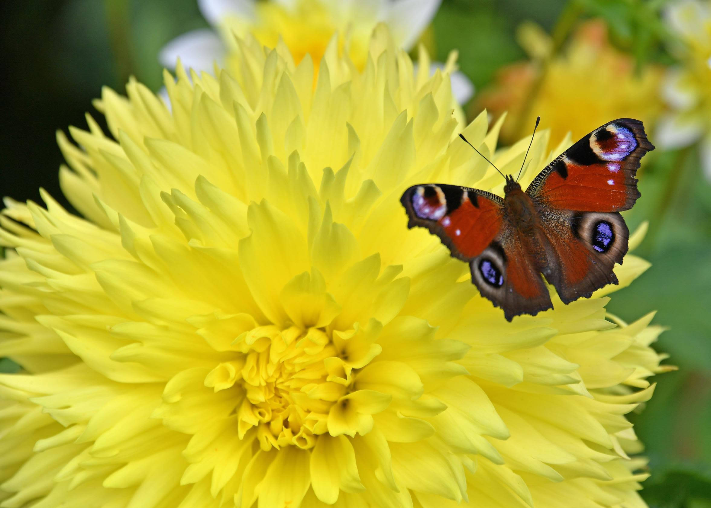 peacock butterfly, orange and purple wings, bright yellow dahlia flower, Full HD Desktop Wallpaper