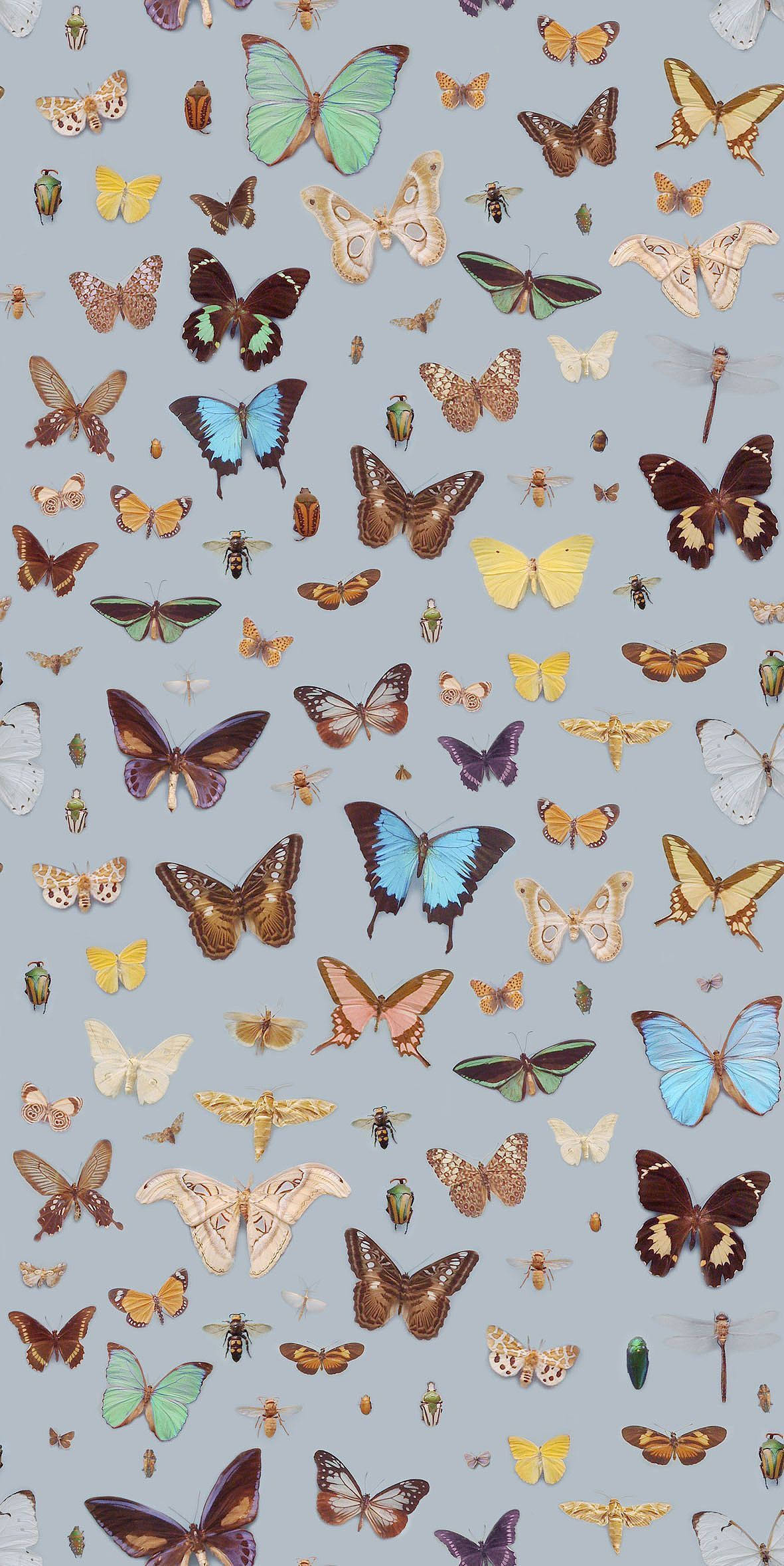 Grey Butterfly Aesthetic, colorful butterflies, moths, Full HD Phone Wallpaper