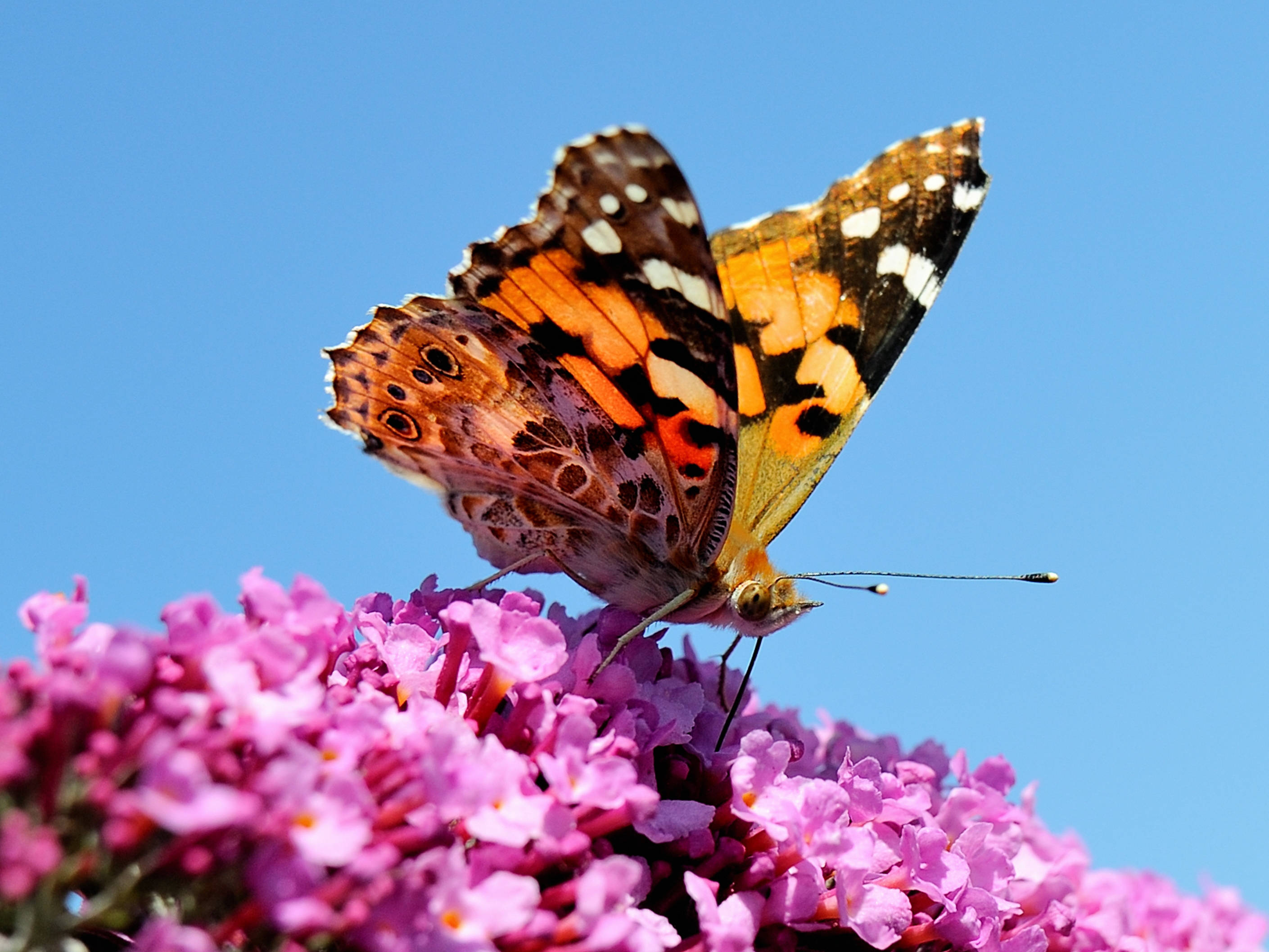 painted lady butterfly, pink buddleia flower, bright pink flowers, 2K Desktop Wallpaper