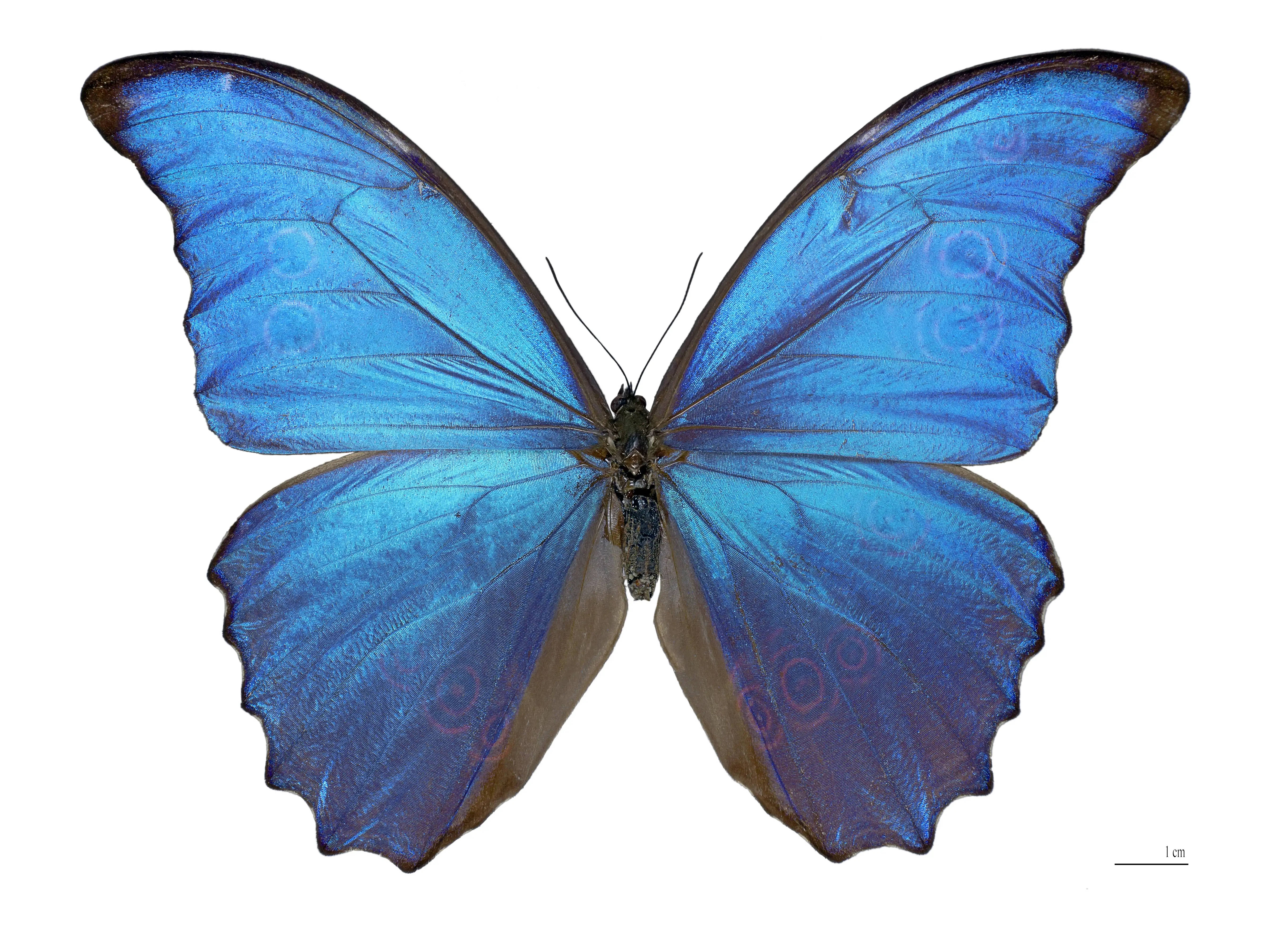 blue morpho butterfly, iridescent wings, stark white background, 5K Desktop Wallpaper
