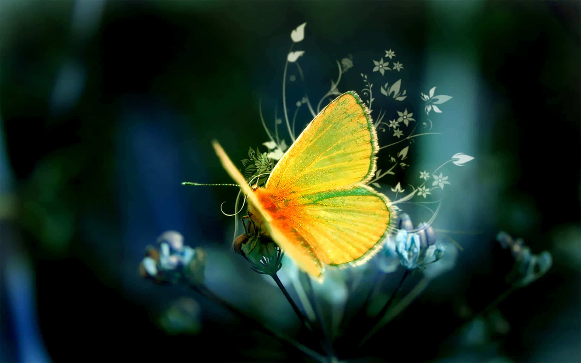 butterfly, yellow butterfly, green edges, Full HD Desktop Wallpaper