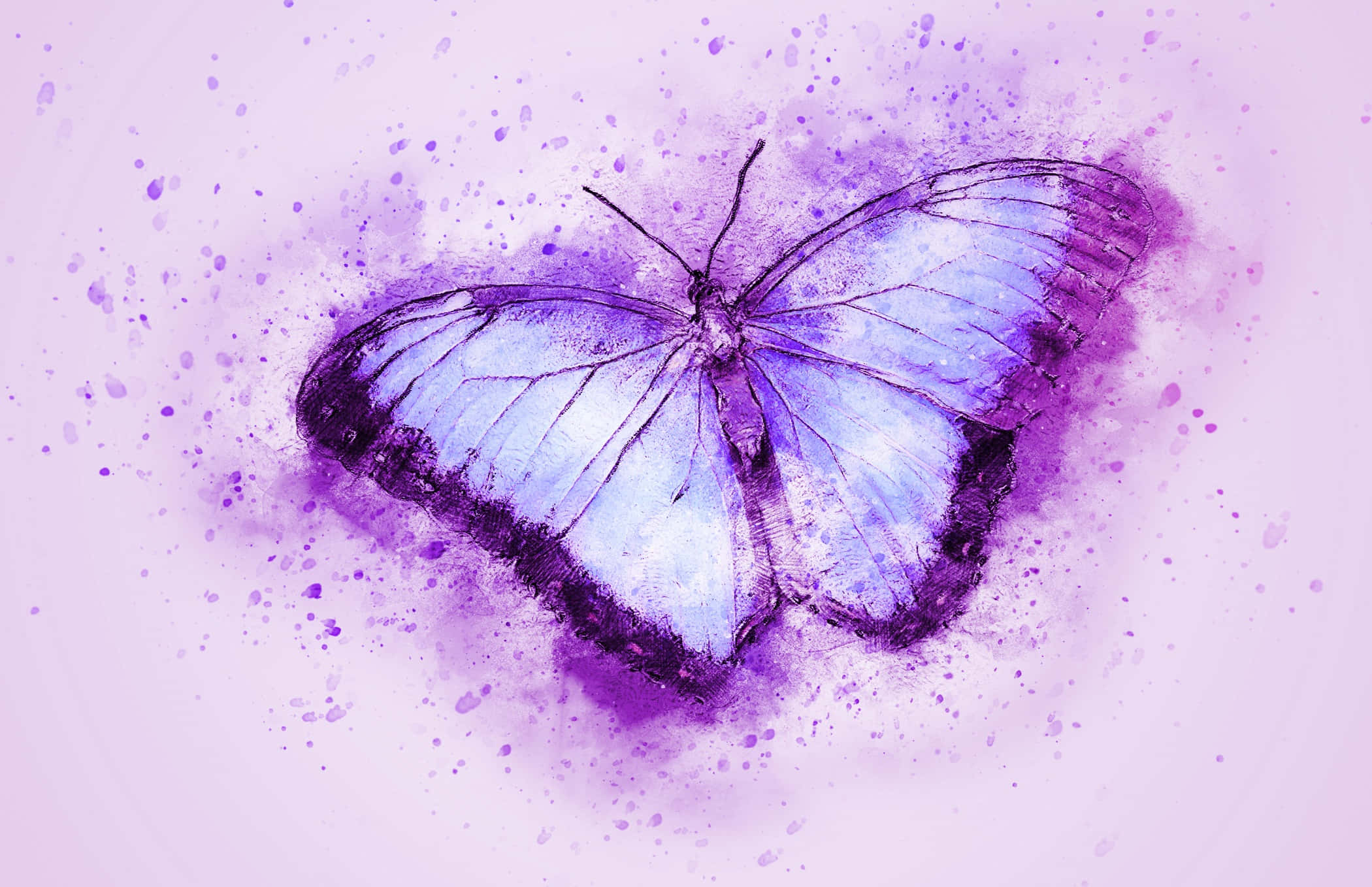 butterfly, purple, blue, Full HD Desktop Wallpaper