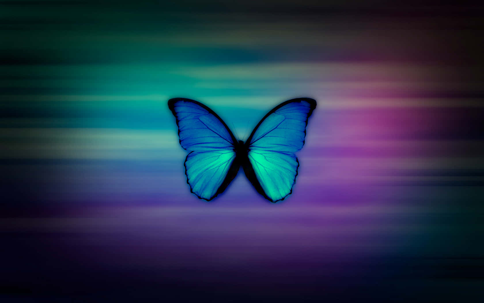 butterfly, vibrant blue butterfly, glowing wings, HD Desktop Wallpaper