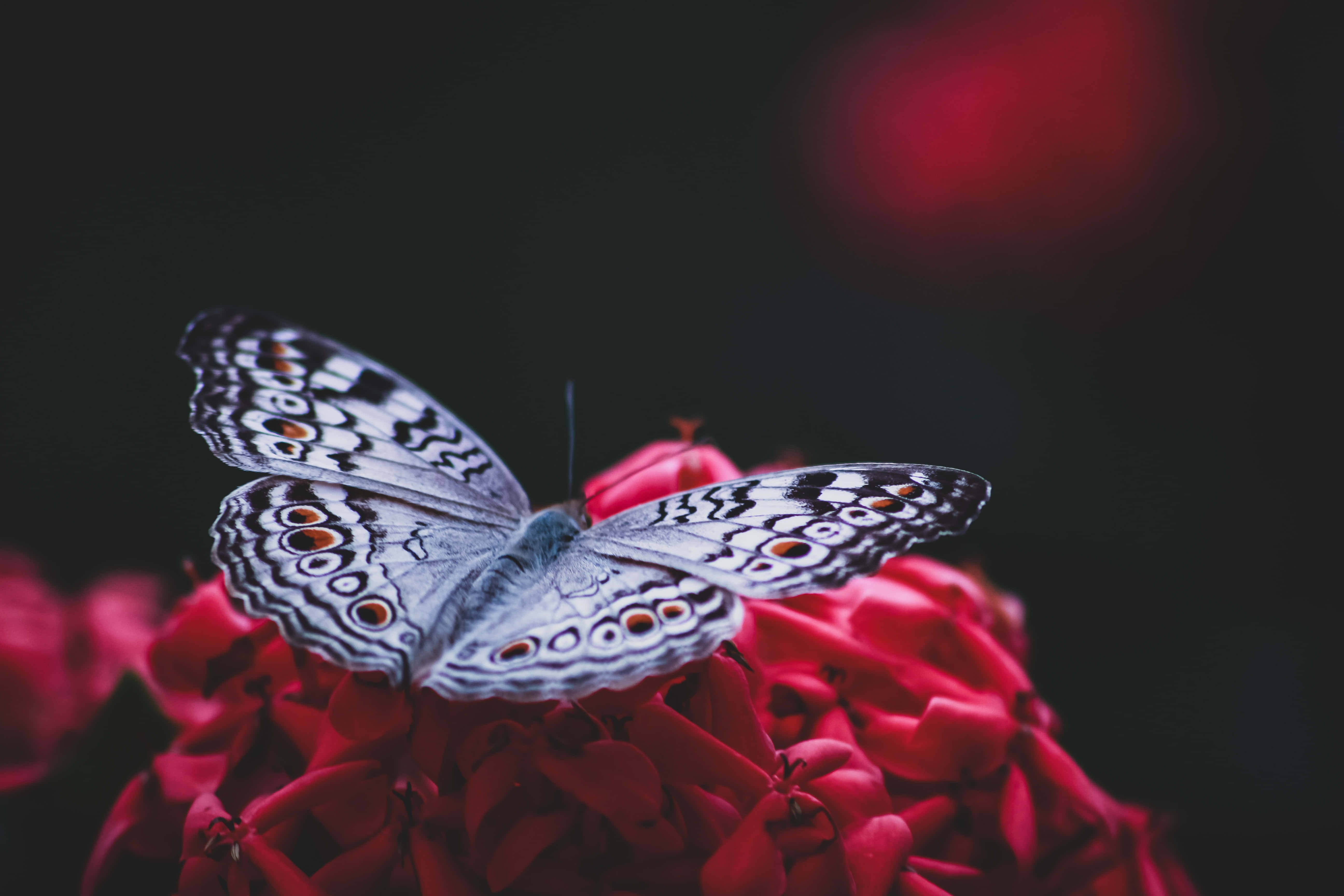 butterfly, white butterfly, orange eye spots, 5K Desktop Wallpaper