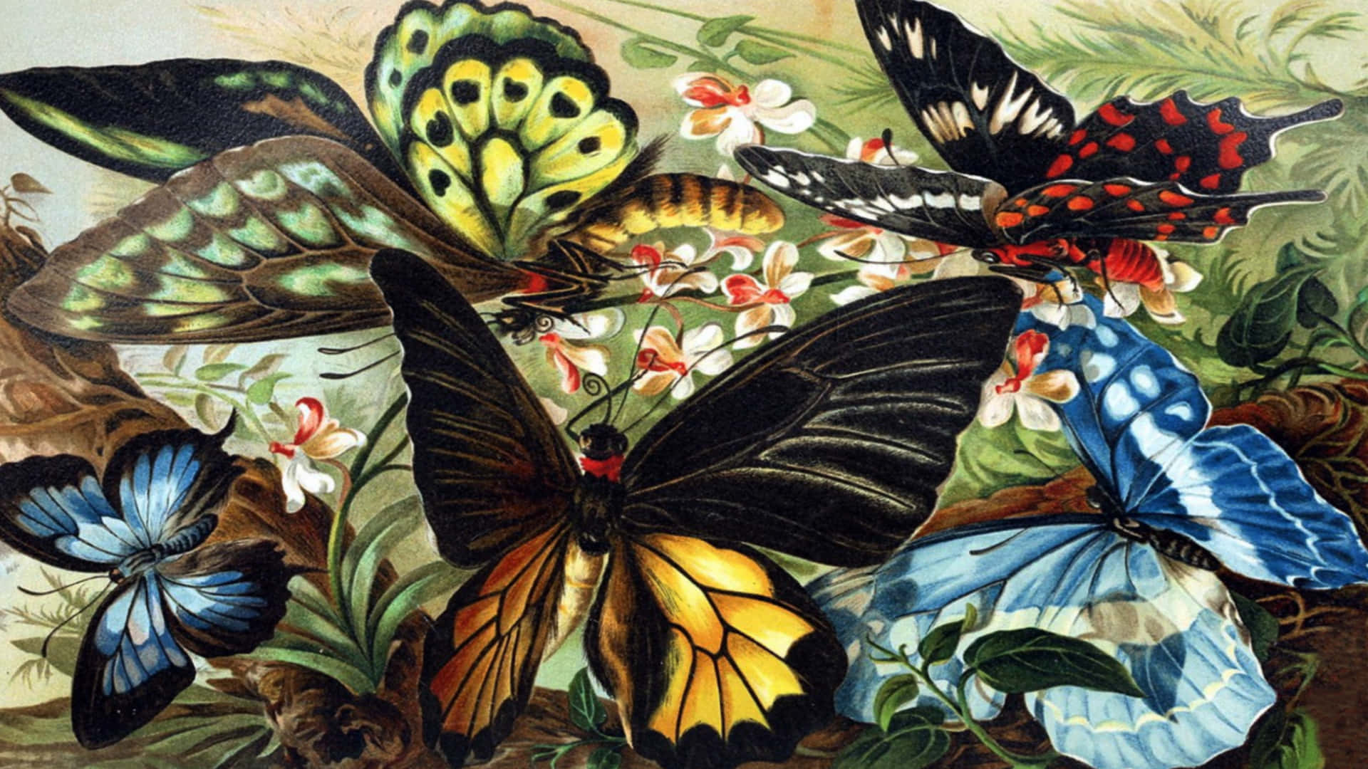 Abstract Butterfly Art, vibrant, vintage illustration, Full HD Desktop Wallpaper