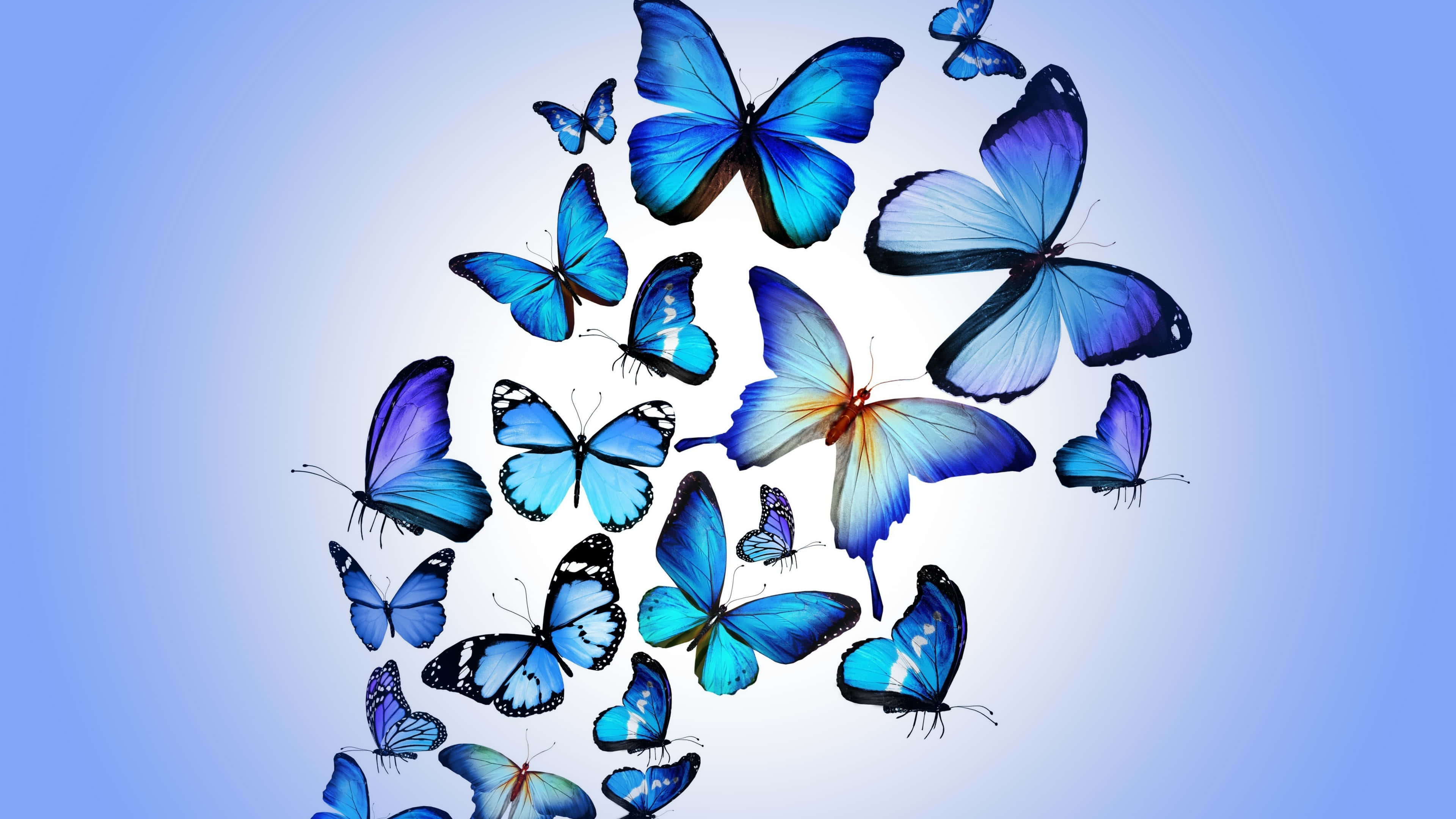butterfly art, vivid blue butterflies, iridescent wings, 4K Desktop Wallpaper