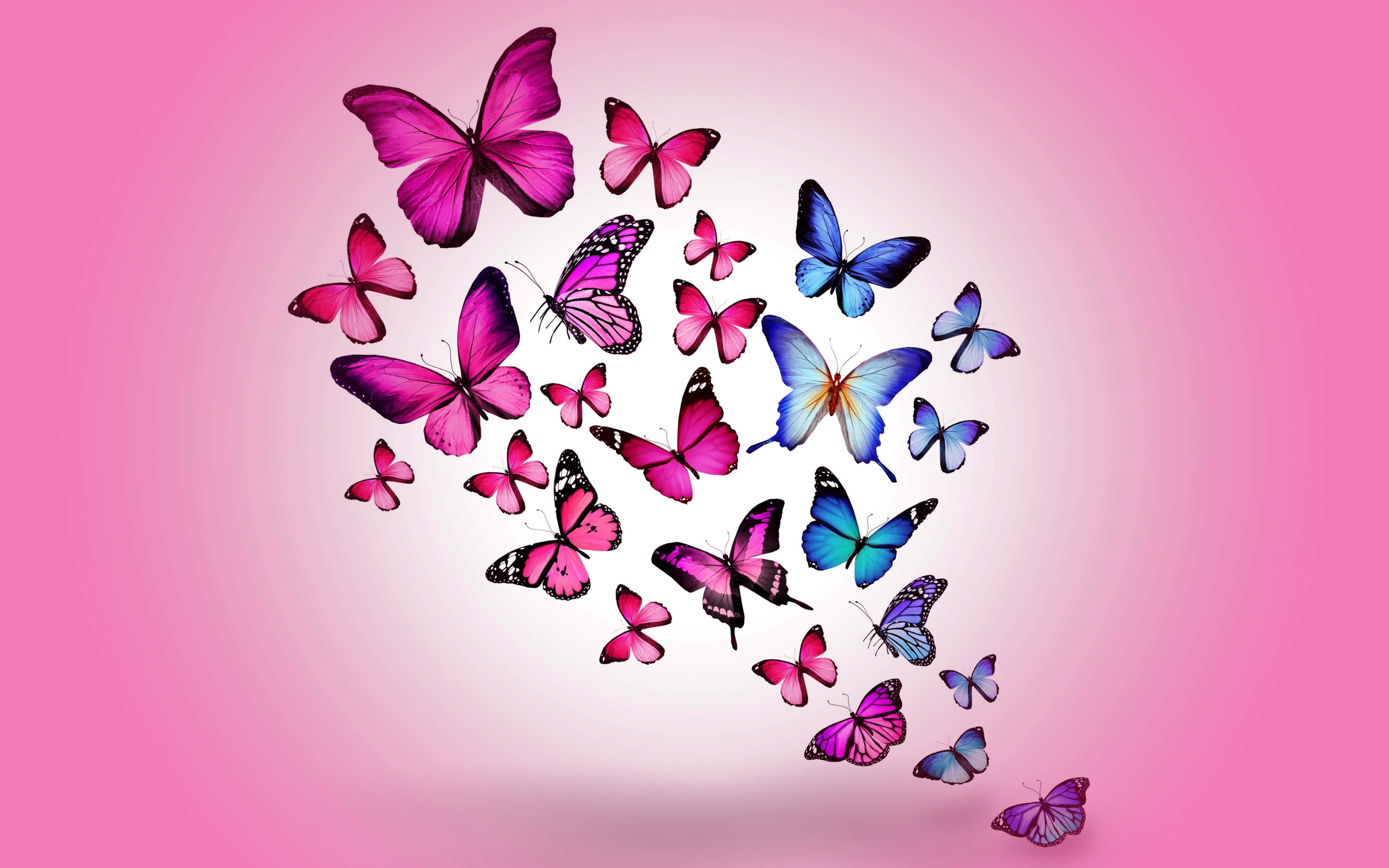 butterfly, pink, blue, 4K Desktop Wallpaper