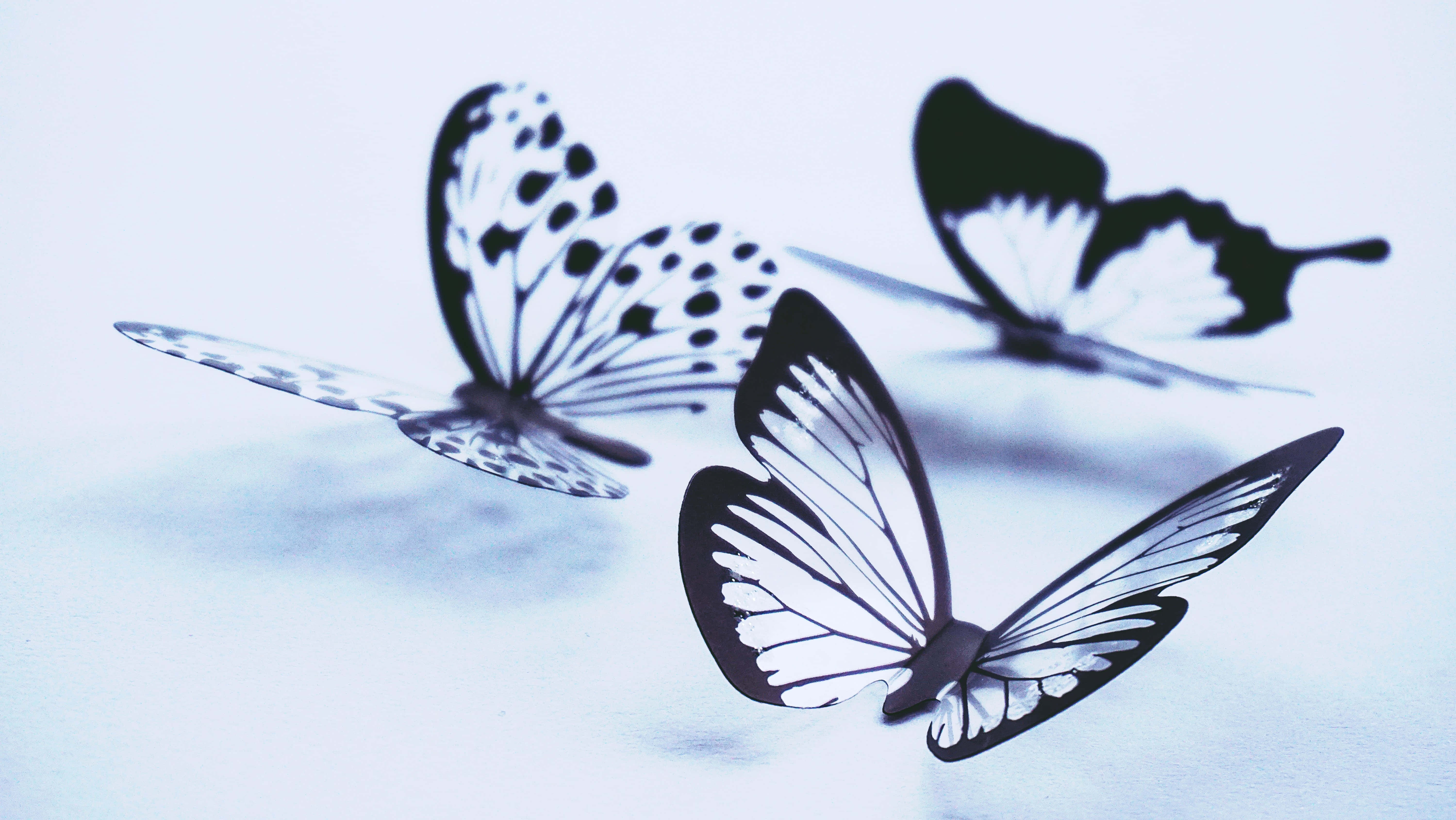 butterfly art, black and white paper butterflies, soft blue background, 5K Desktop Wallpaper