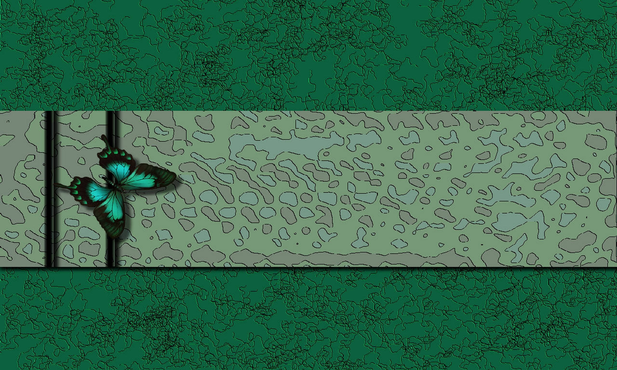 butterfly, vibrant turquoise butterfly, black bar, 2K Desktop Wallpaper