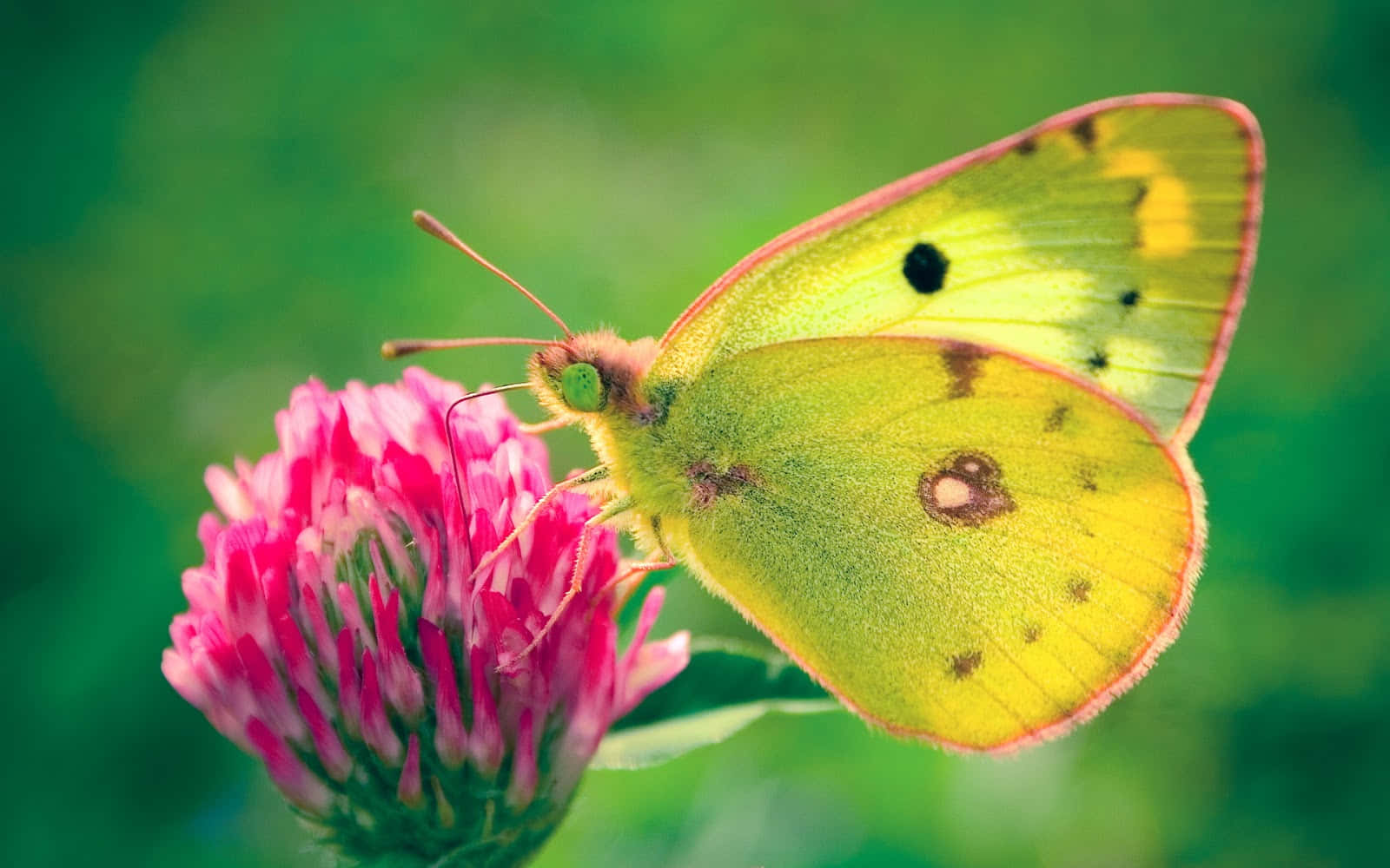 butterfly, yellow, black spots, HD Desktop Wallpaper
