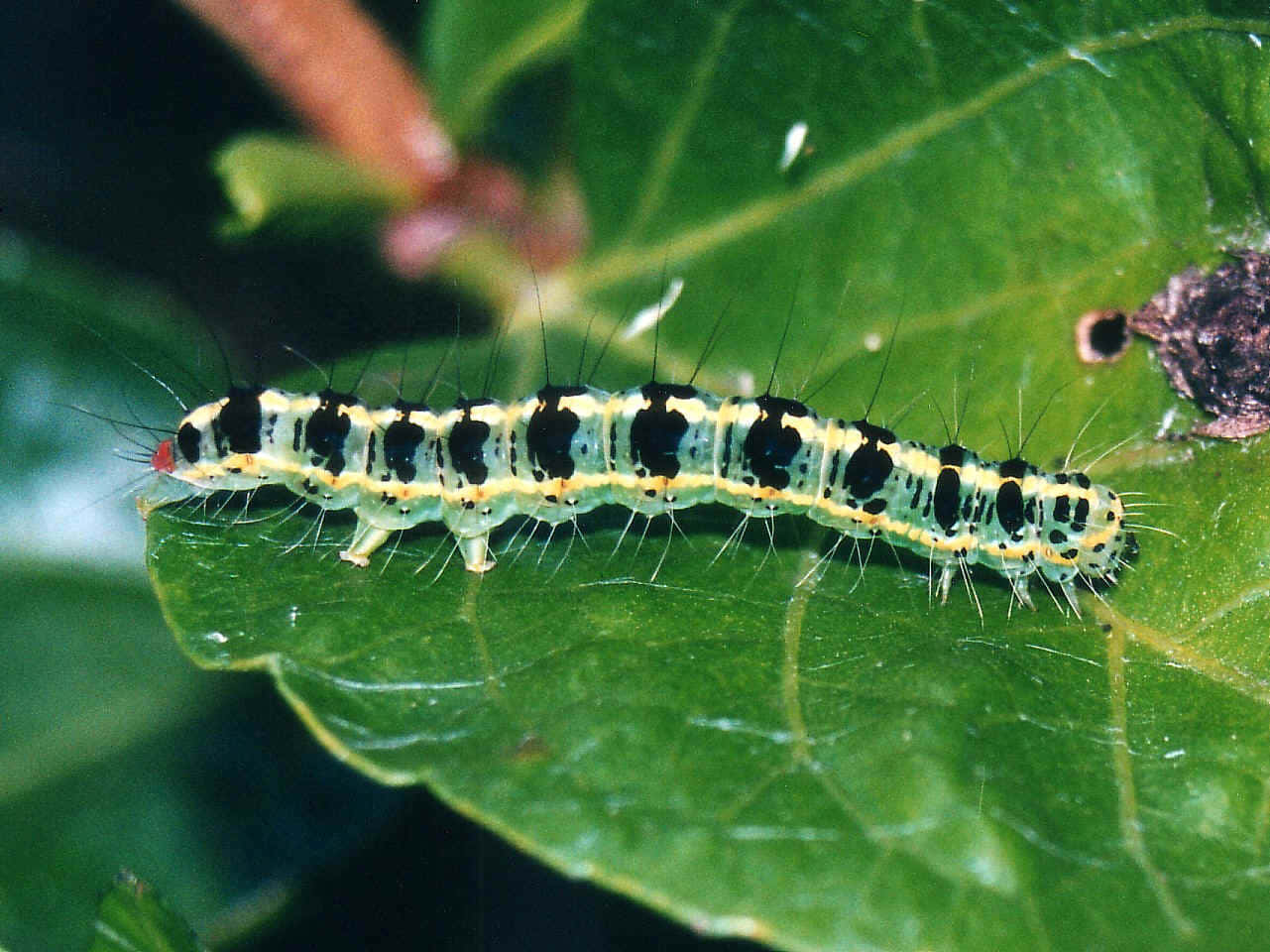 caterpillar, butterfly, vibrant green, HD Desktop Wallpaper