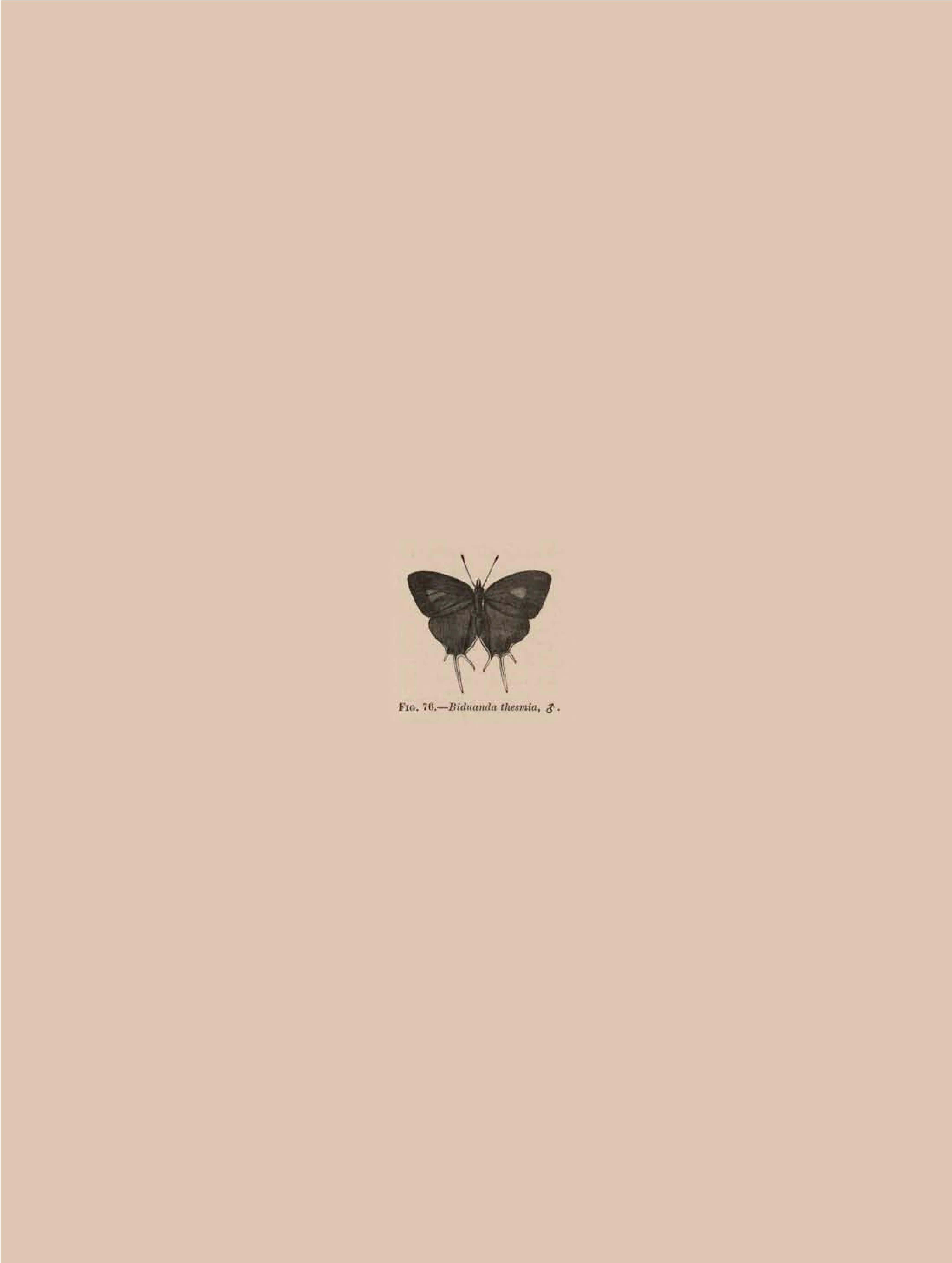beige butterfly aesthetic artwork, vintage monochrome illustration, small dark butterfly, 5K Phone Wallpaper
