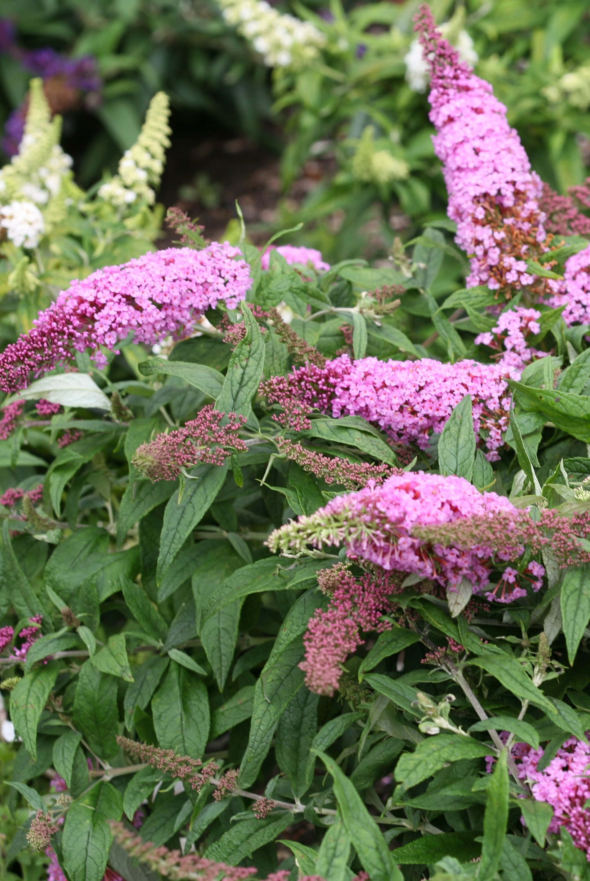 butterfly bush, pink, full bloom, 2K Phone Wallpaper