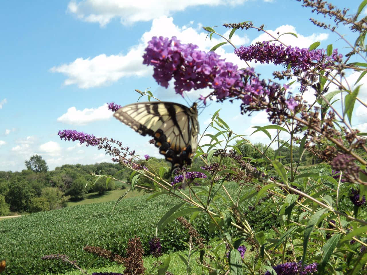 Butterfly Bush, golden, yellow black butterfly, HD Desktop Wallpaper