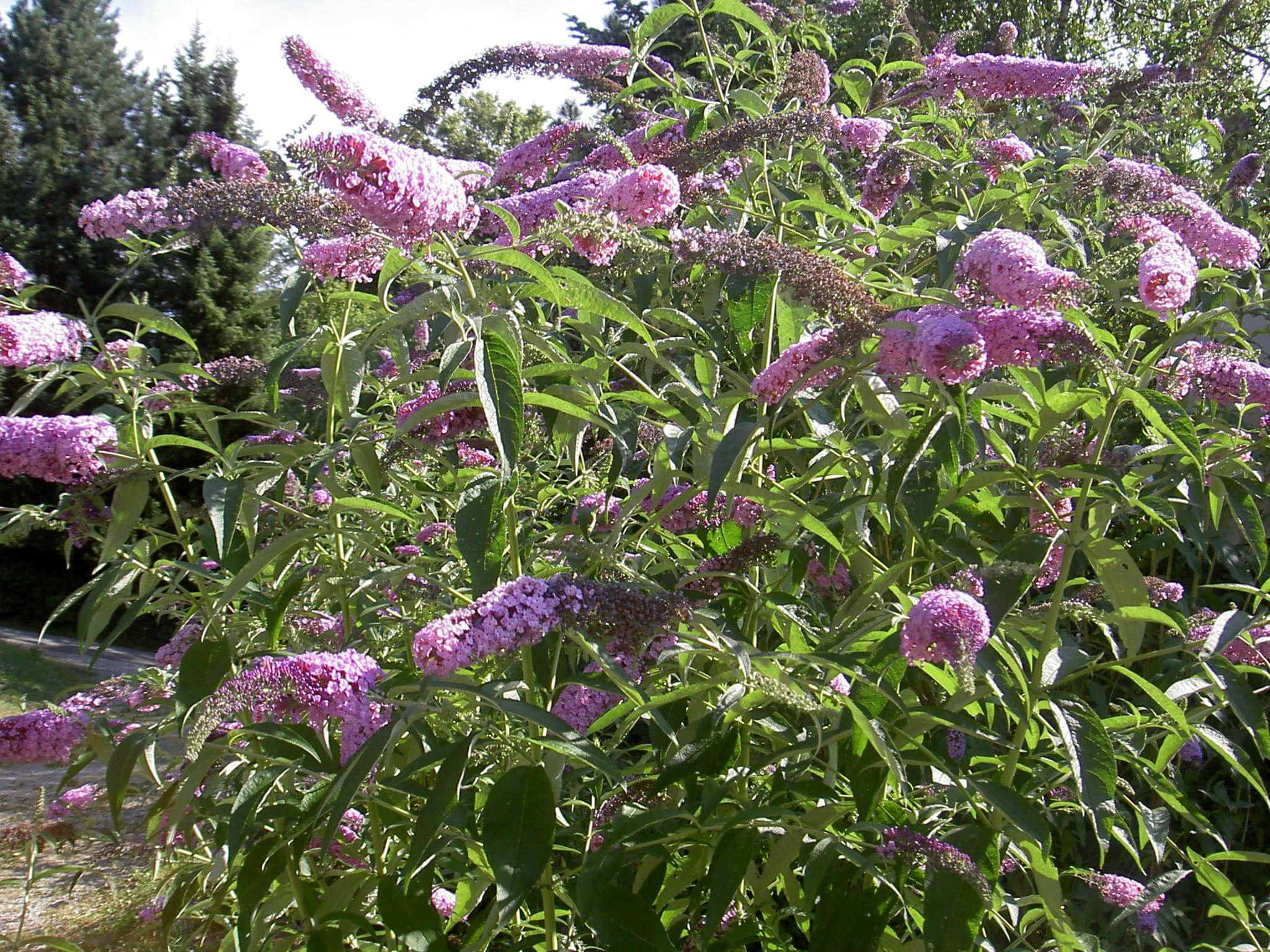 Butterfly Bush, vibrant pink, lush green leaves, Full HD Desktop Wallpaper