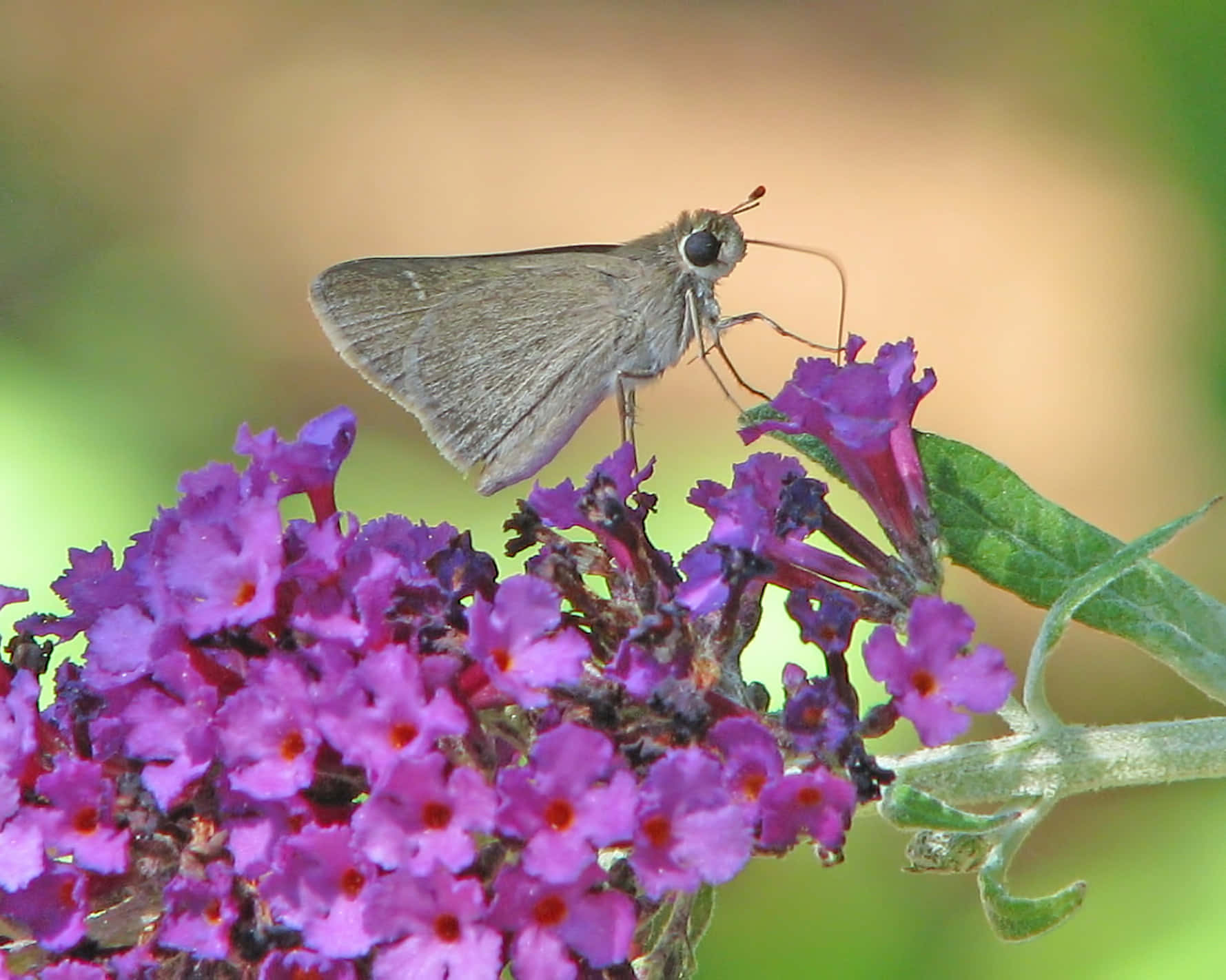 Butterfly Bush, buddleia, vivid purple, HD Desktop Wallpaper