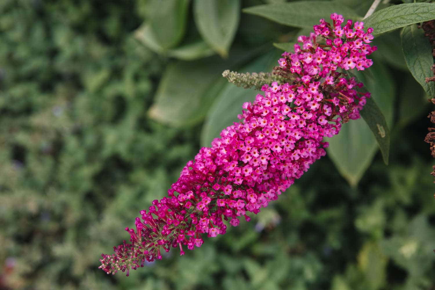 butterfly bush, magenta, green foliage, HD Desktop Wallpaper