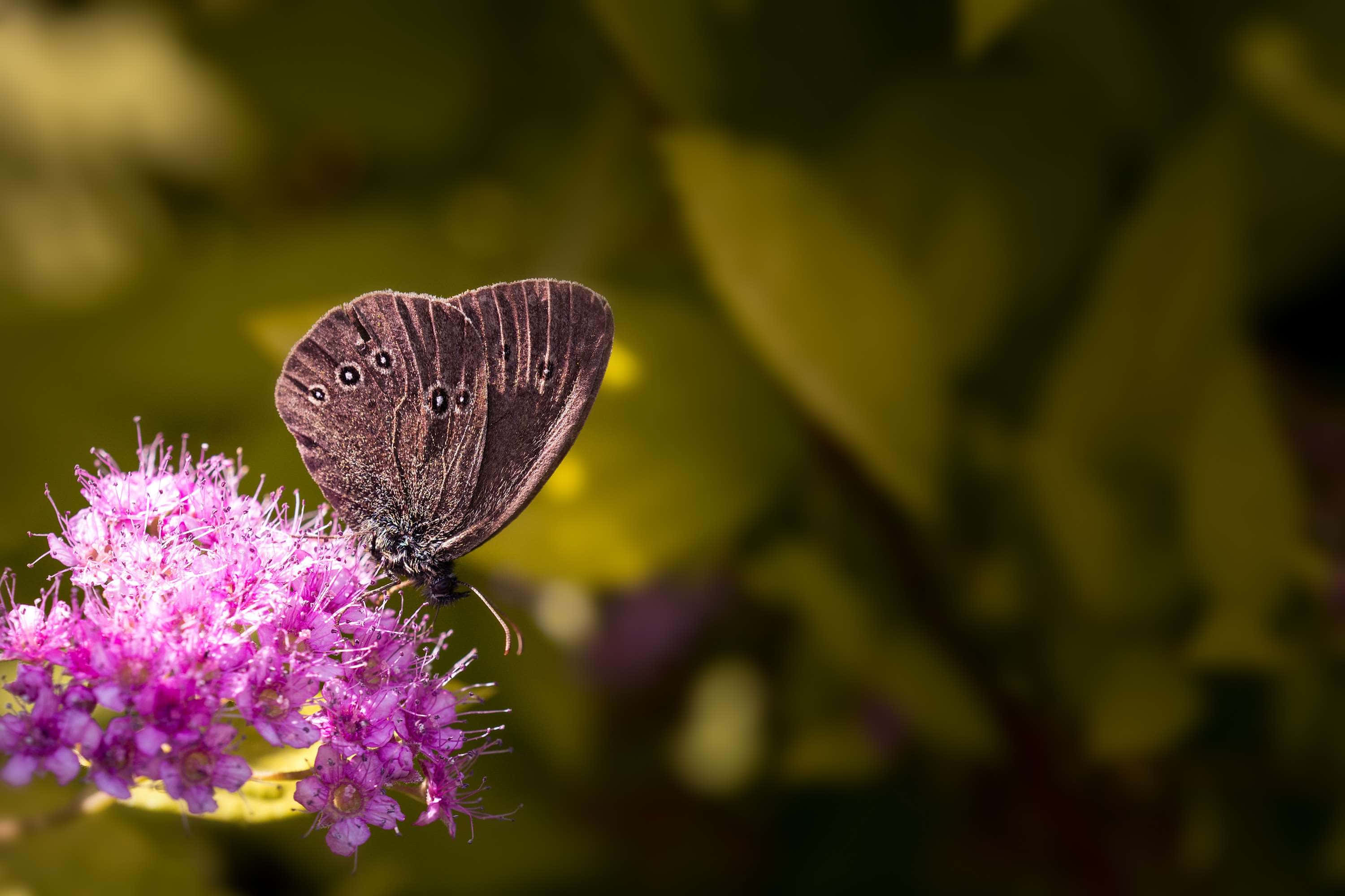 Butterfly Bush, dark brown butterfly, eye spots, 2K Desktop Wallpaper