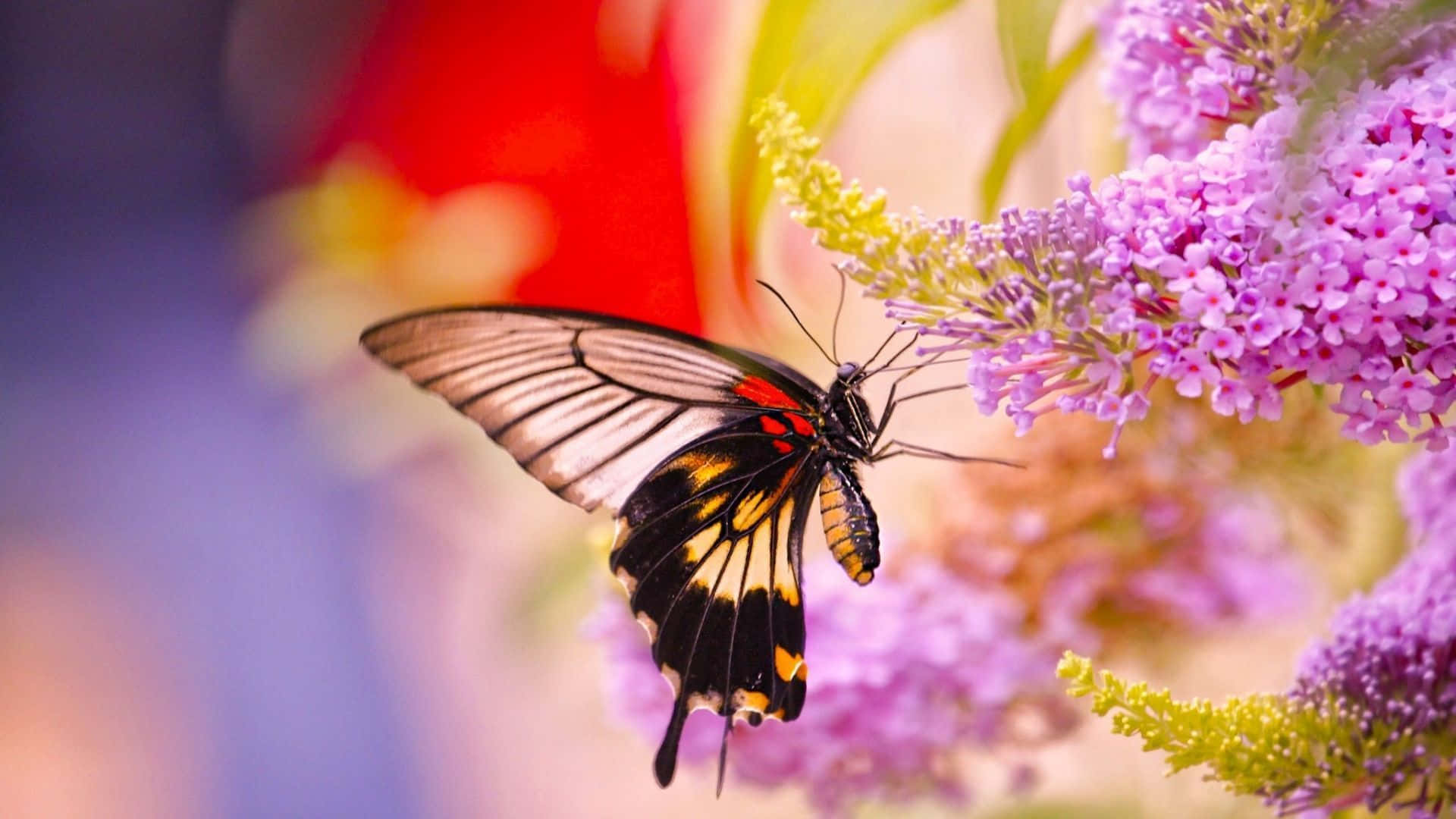 Butterfly Bush, vibrant purple flowers, black yellow and red butterfly, Full HD Desktop Wallpaper